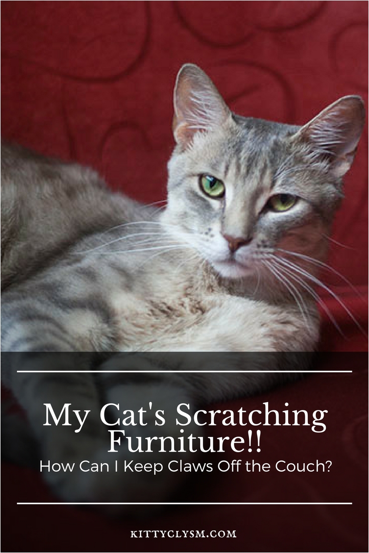 my cats scratching furniture how can i keep claws off the couch