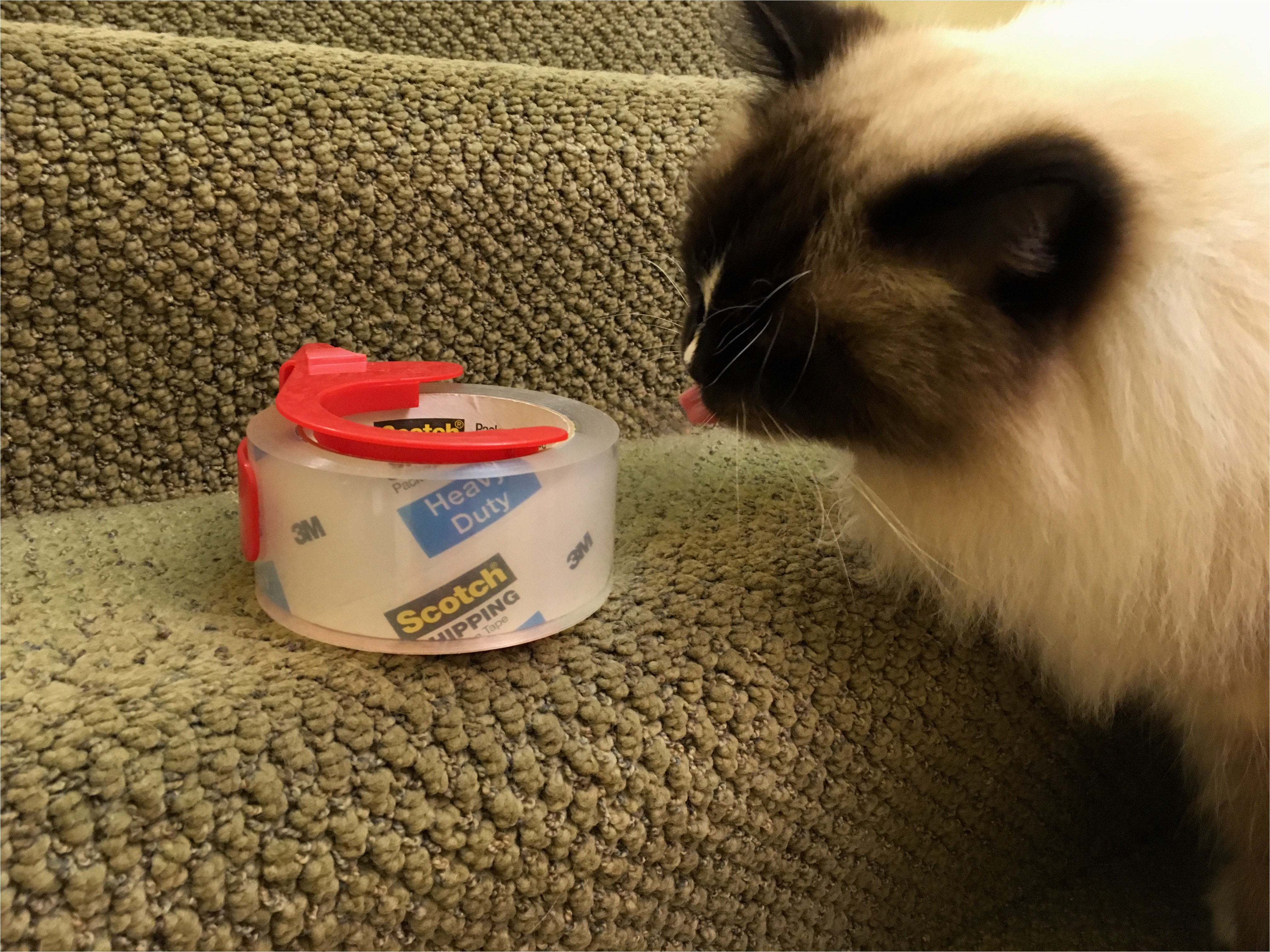 train cat not to scratch furniture fresh why does my cat love adhesives on tape and