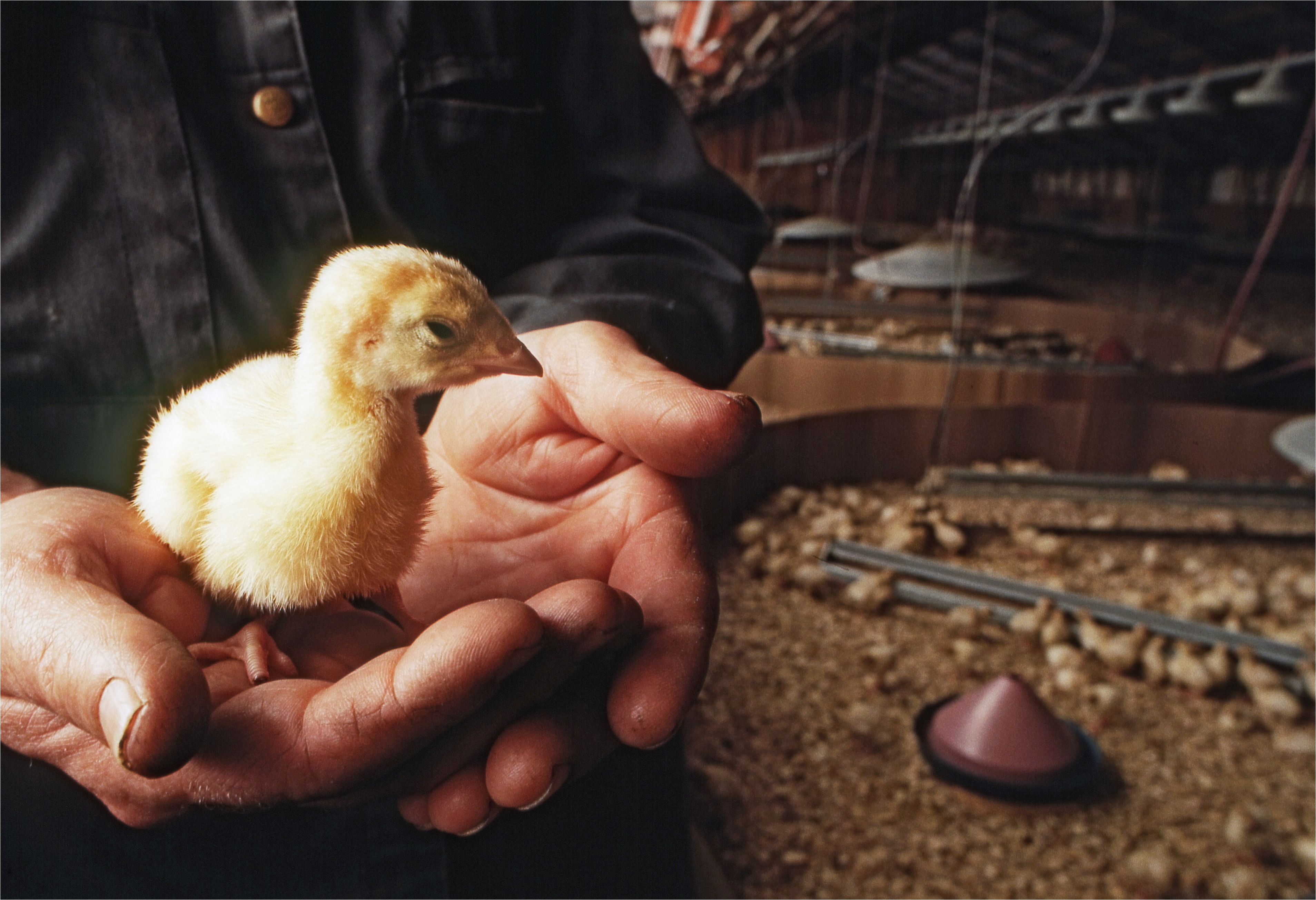 man holding a turkey chick 522036136 5a986ffeba6177003773e6bf