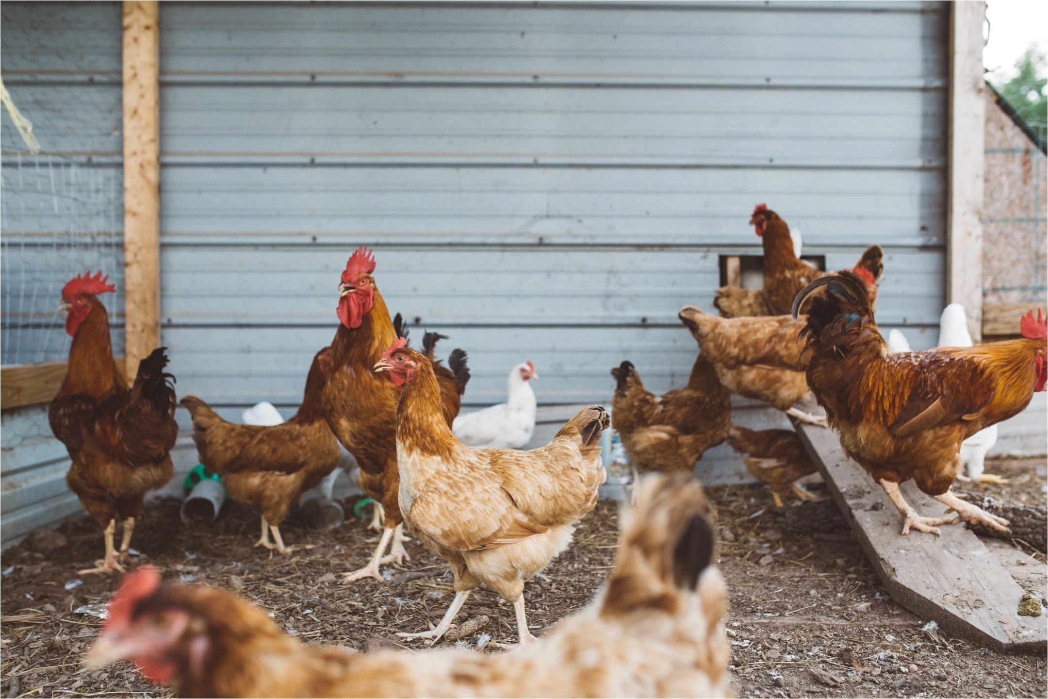 this also allows your chicken to walk better with the bandage and extra padding so that it can heal quicker