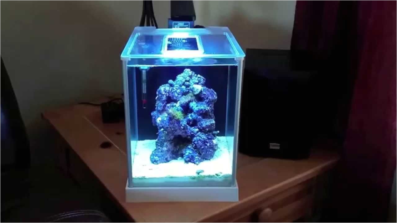 how to setup a pico reef tank fluval spec 3 new led light blue tuxedo