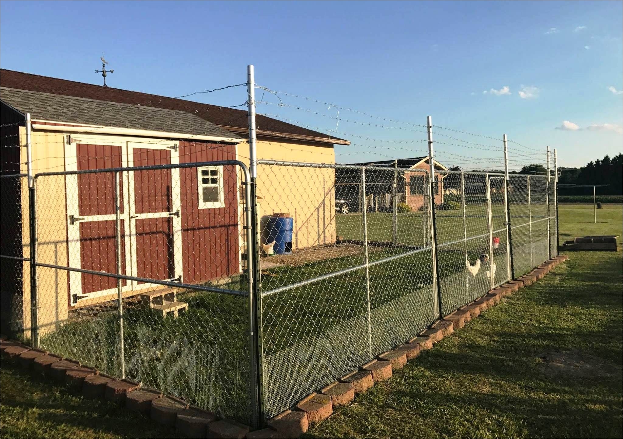 lourdes created a chicken palace with two 10x10 dog kennels