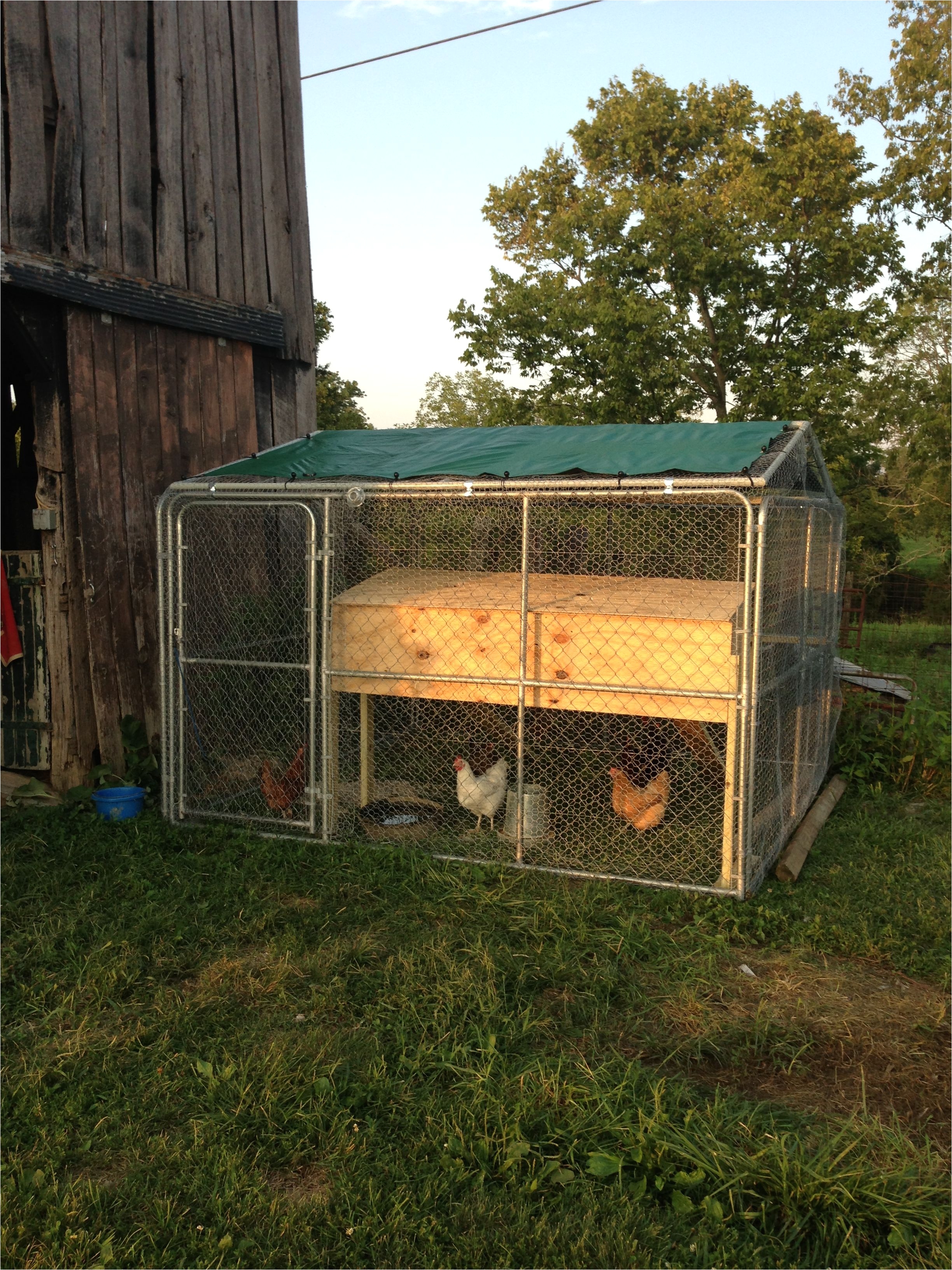 chicken coop from a 10x10 dog kennel wrapped in chicken wire