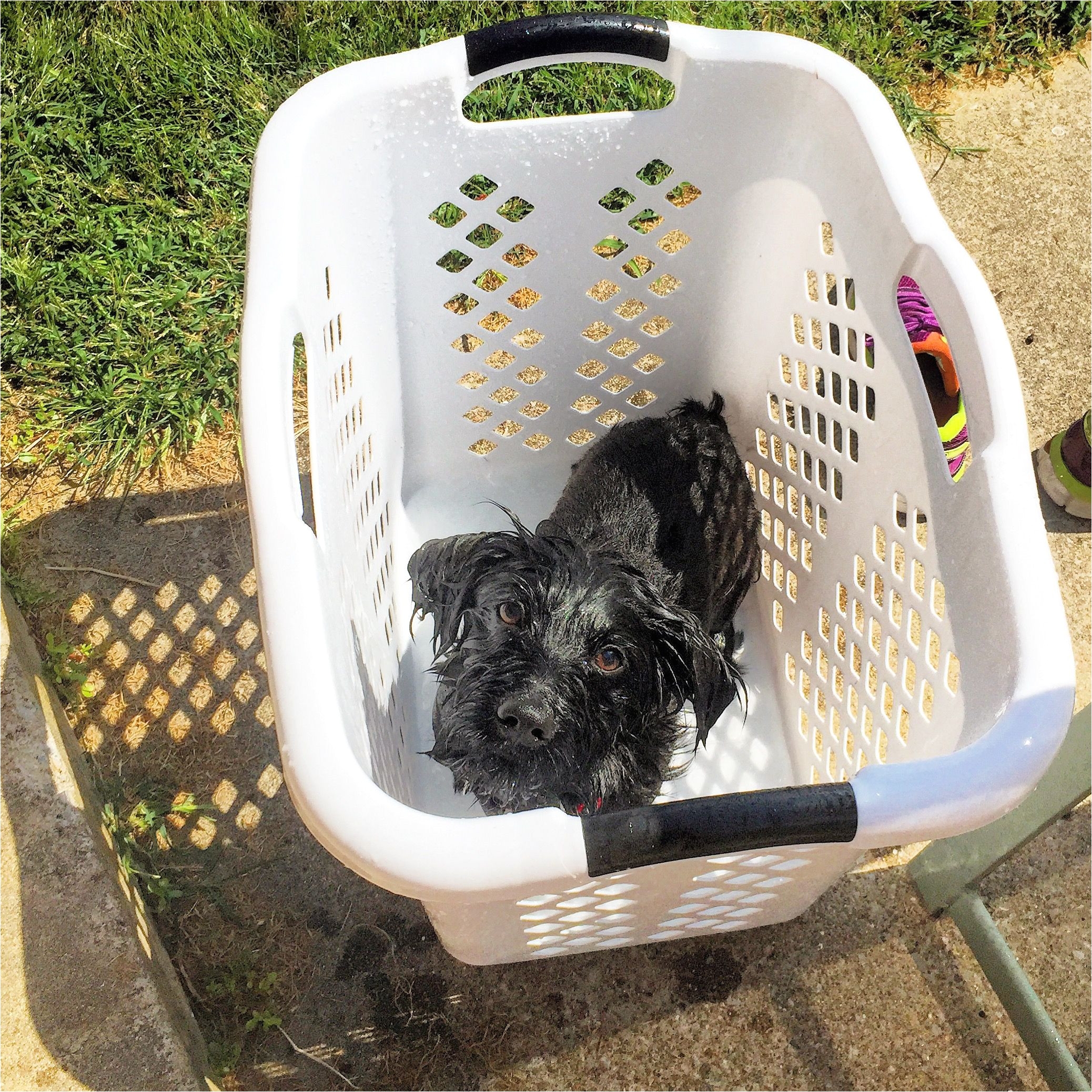 dogs in the bathtub awesome best idea i ve ever had blue doesn t like baths