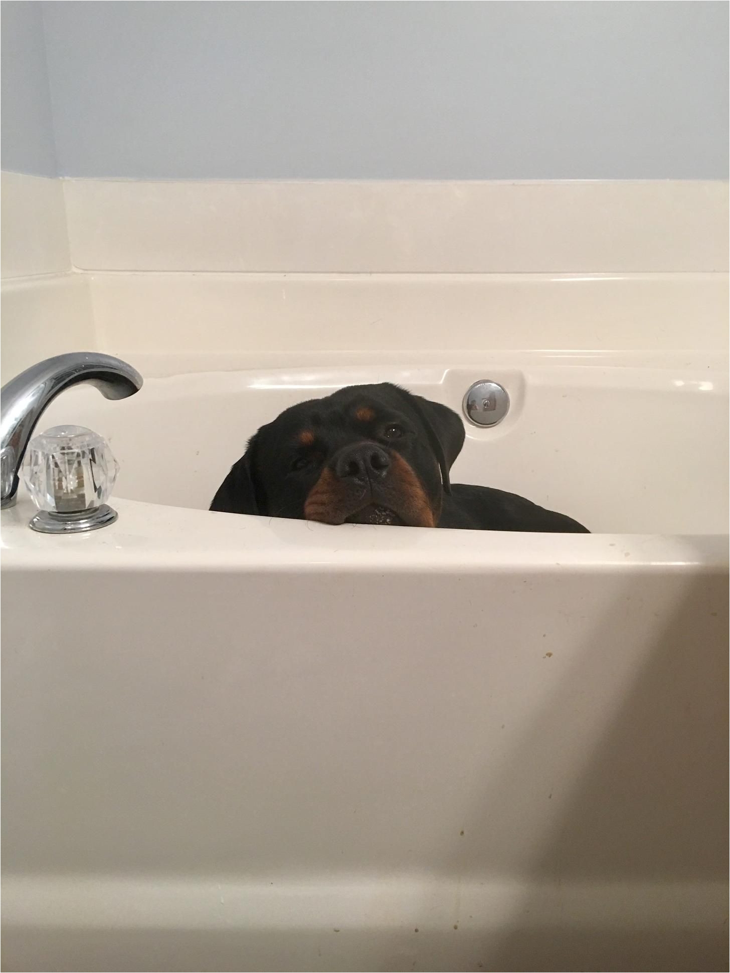 dogs in the bathtub new banks the bathtub rottweiler rotti lyfe pinterest