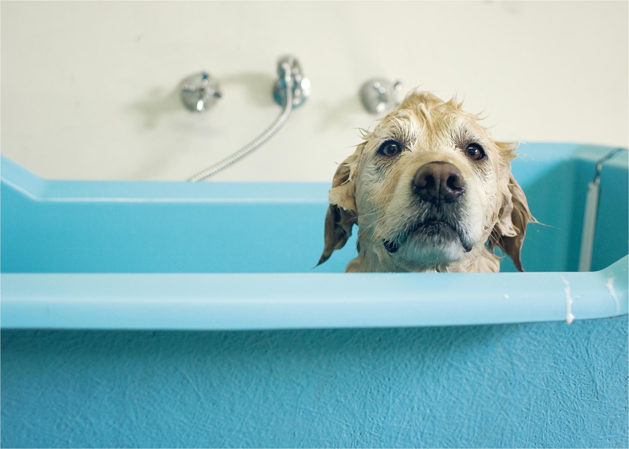 wet dog in bath 57b753985f9b58cdfdd1a59a