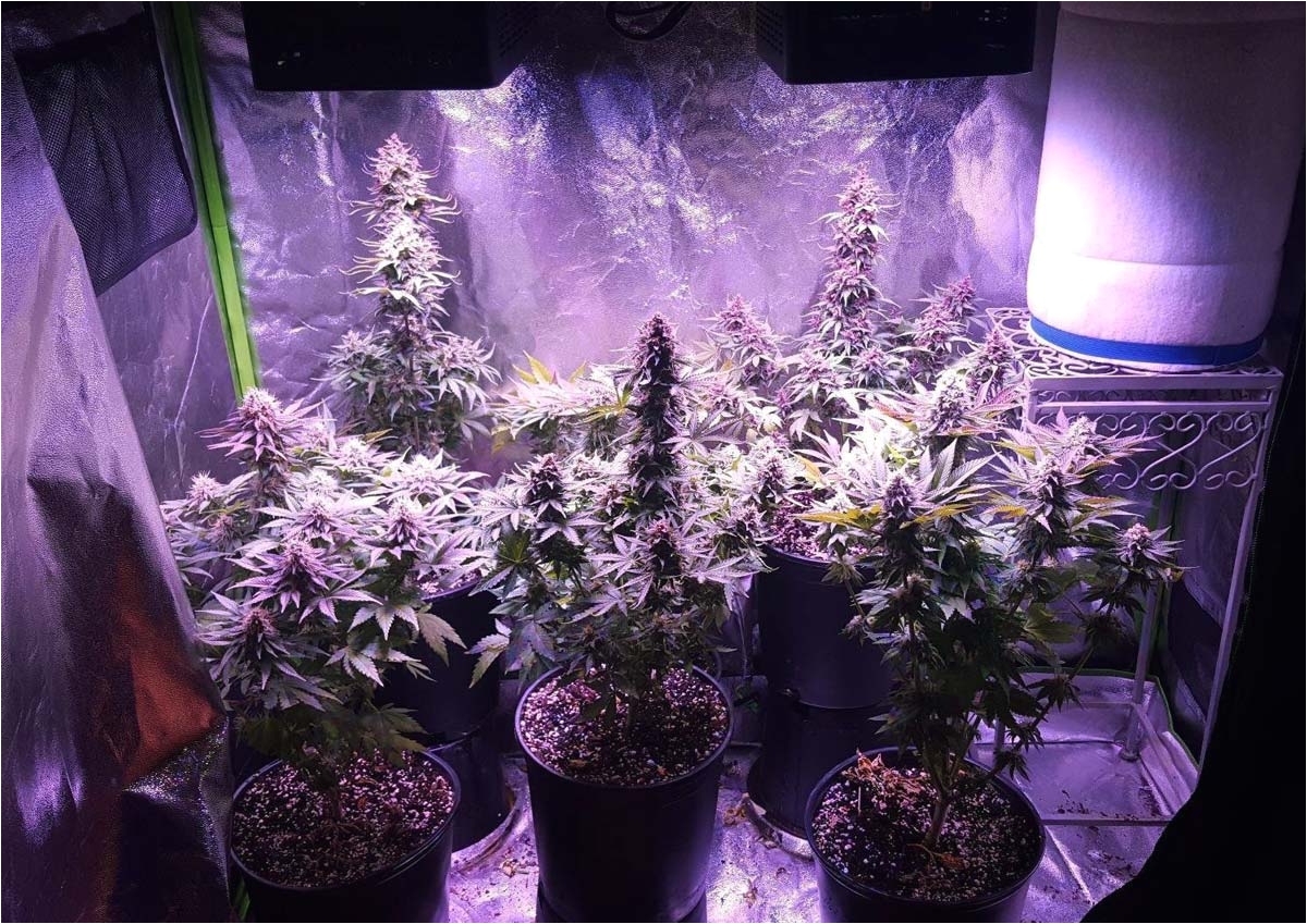 example of led grow lights in action