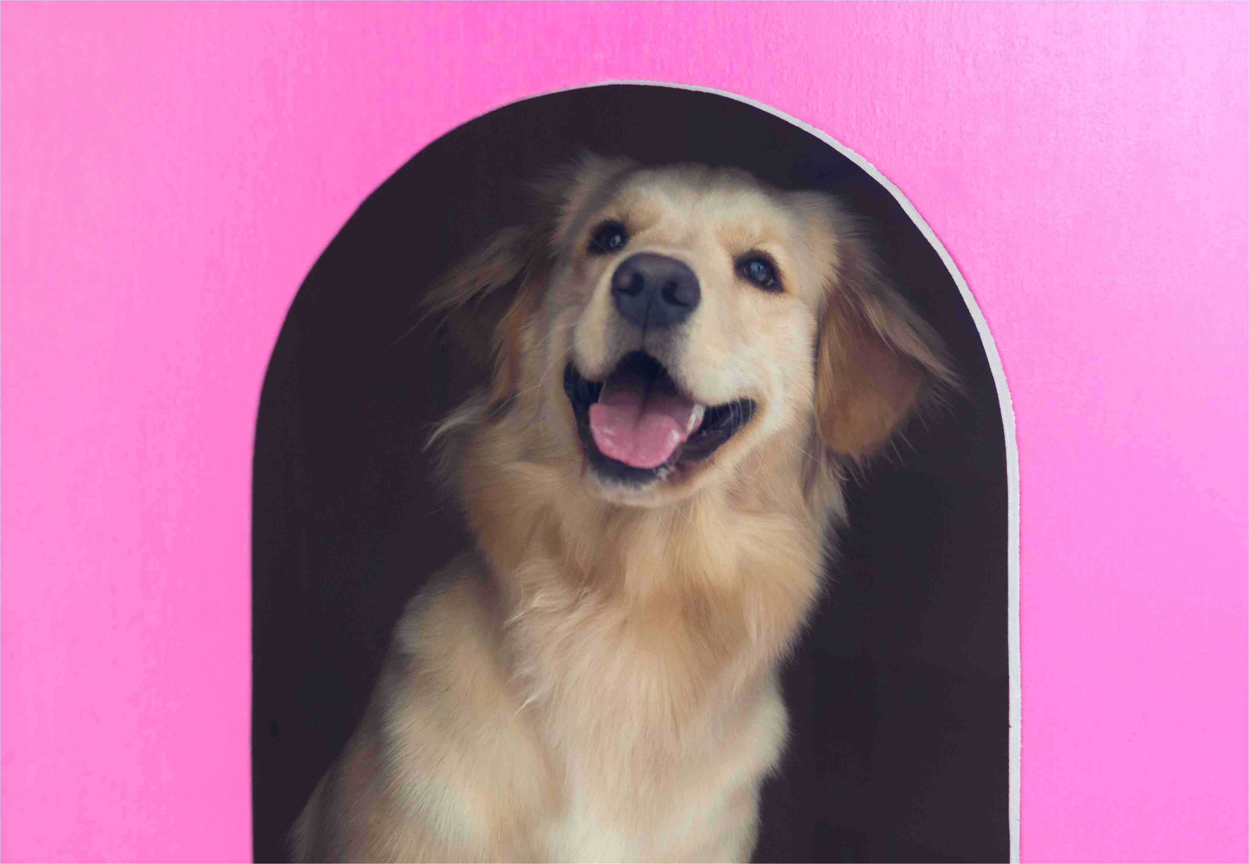 close up of dog in pink kennel
