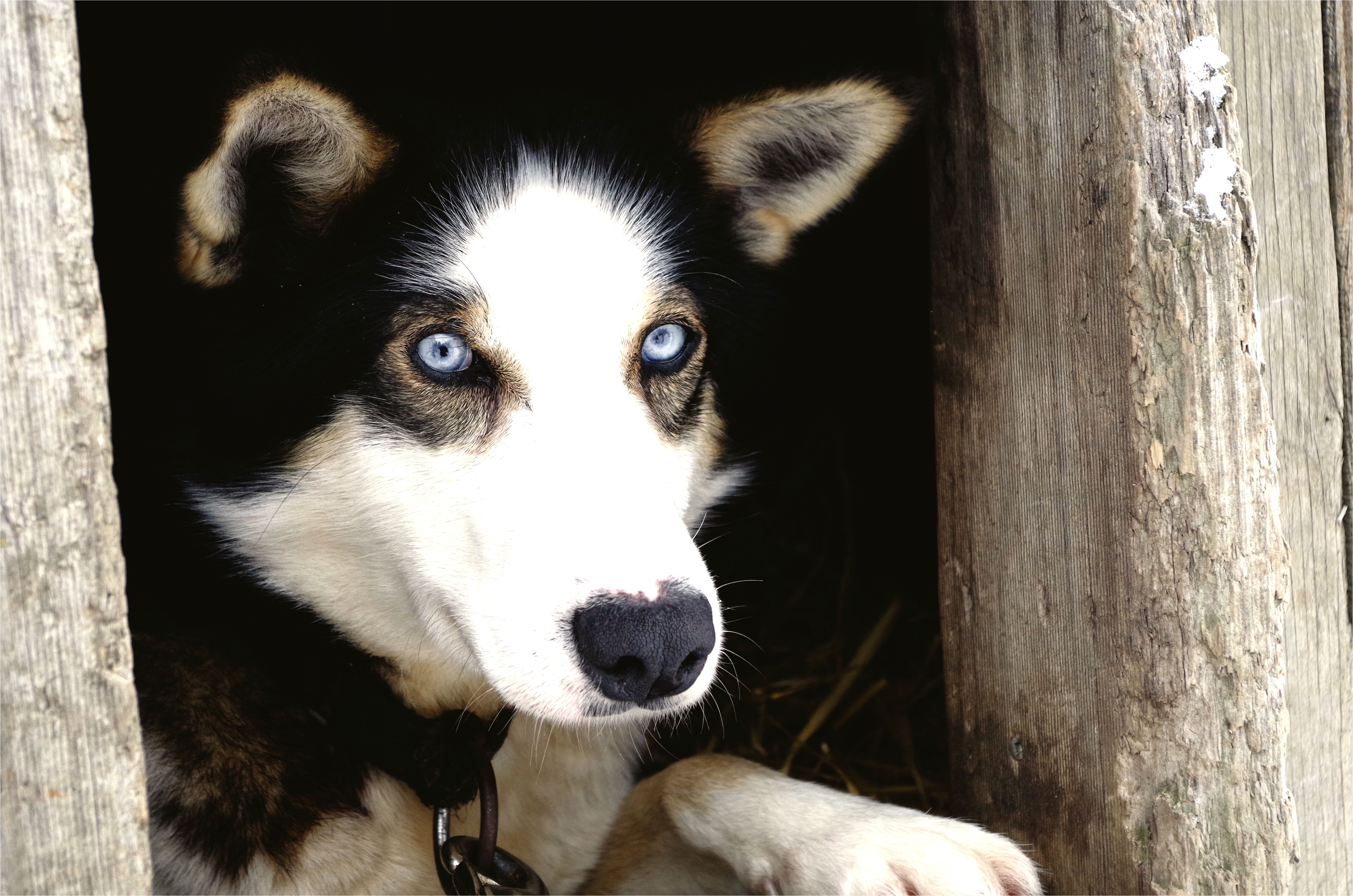 close up portrait of dog