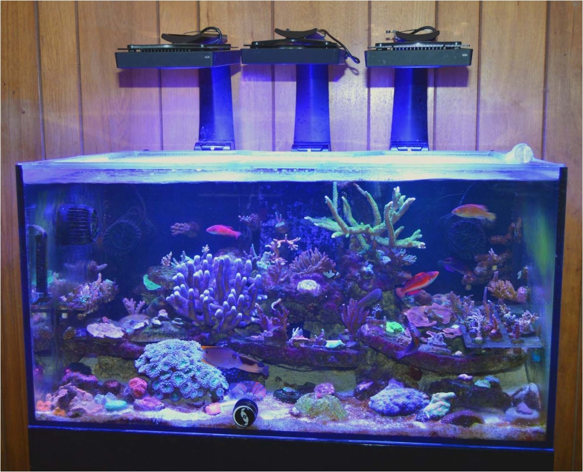 Cad Lights Aquarium Any Recent Cadlights Reviews Reef2reef Saltwater and Reef