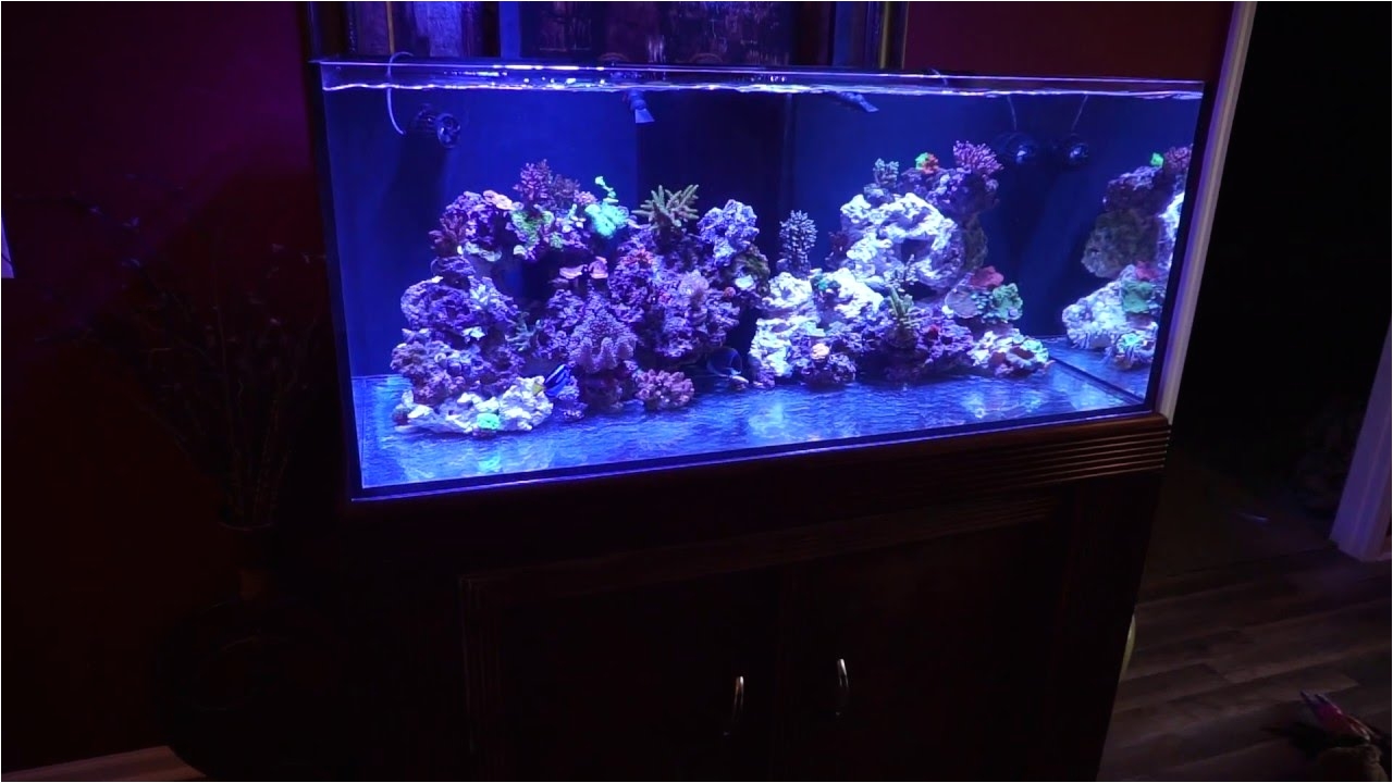 cad lights artesian ii 100 gallon reef tank short video