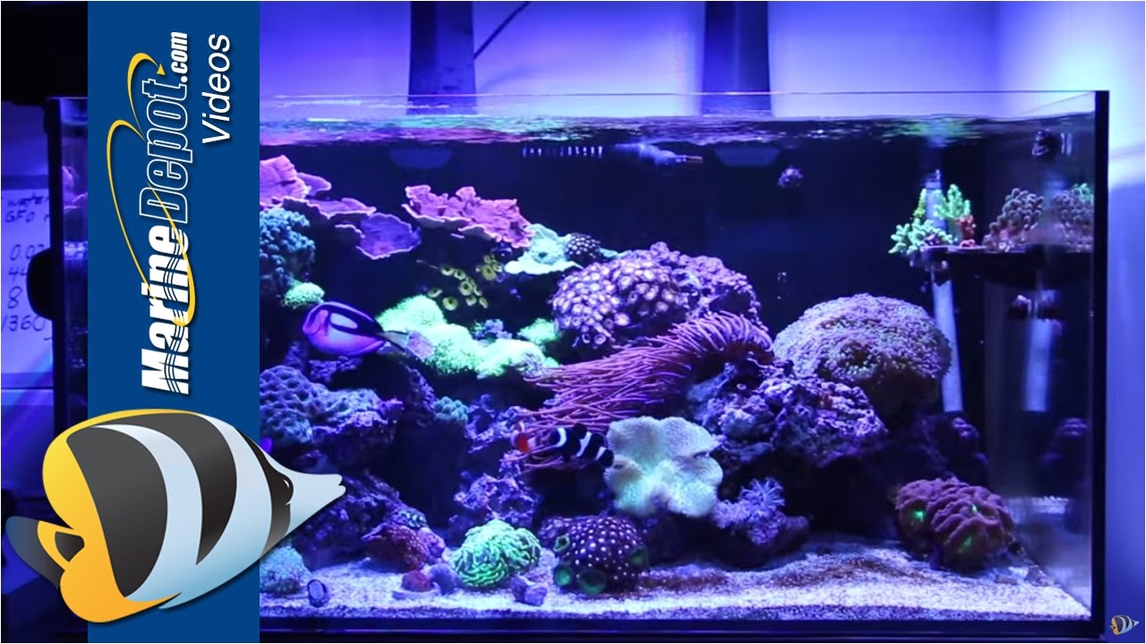 marine depot featured tank cad lights artisan 70 gallon reef tank youtube