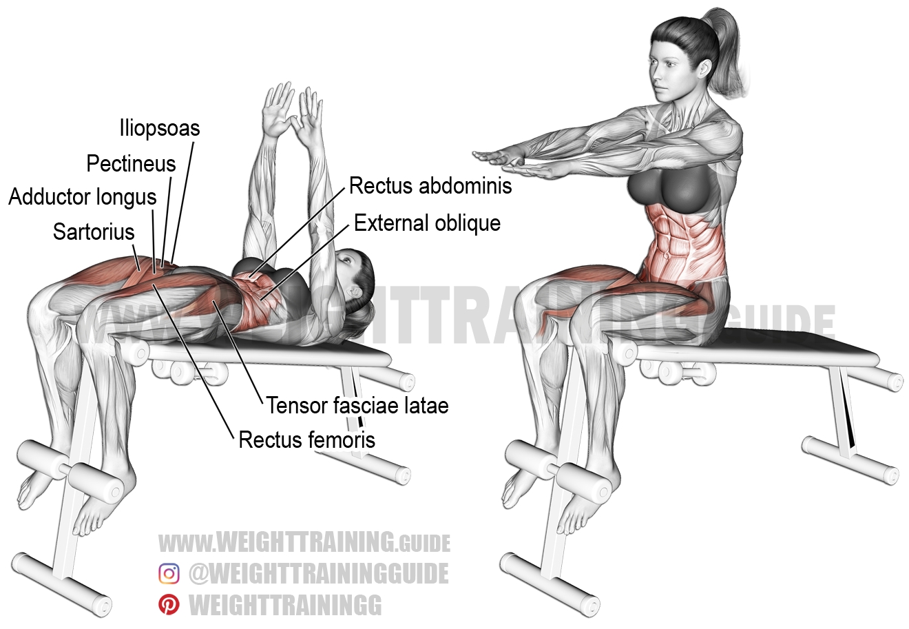 decline sit up a compound exercise target muscle rectus abdominis synergists obliques iliopsoas tensor fasciae latae rectus femoris pectineus