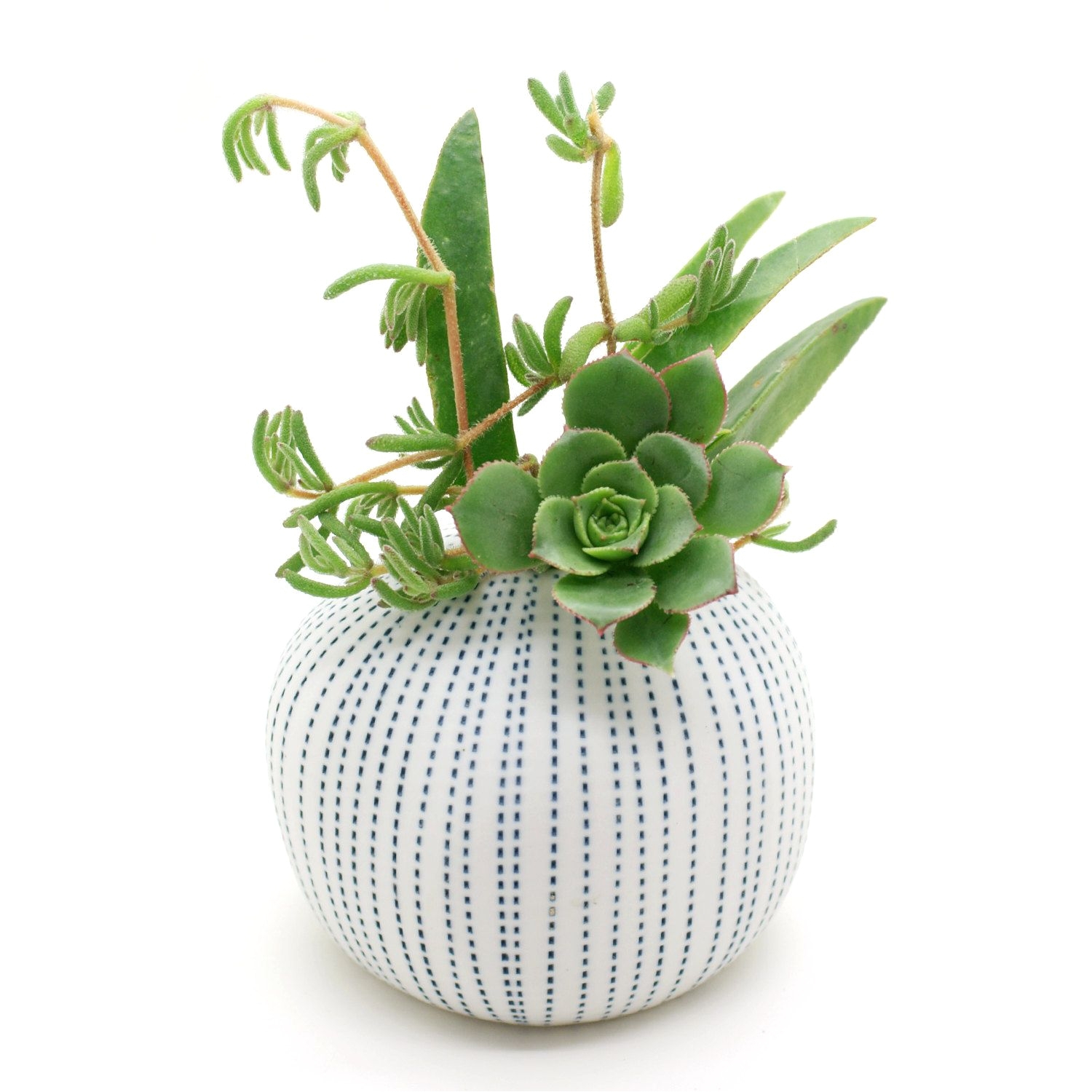 porcelain vase pots flower pots cactus small plants succulents