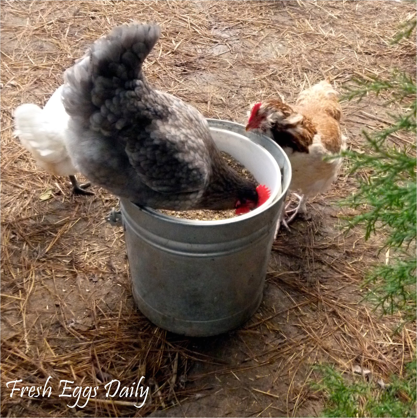 when we first started raising chickens i read a few books and began a regiment of chick feed for the little ones moving on to the starter grower and then