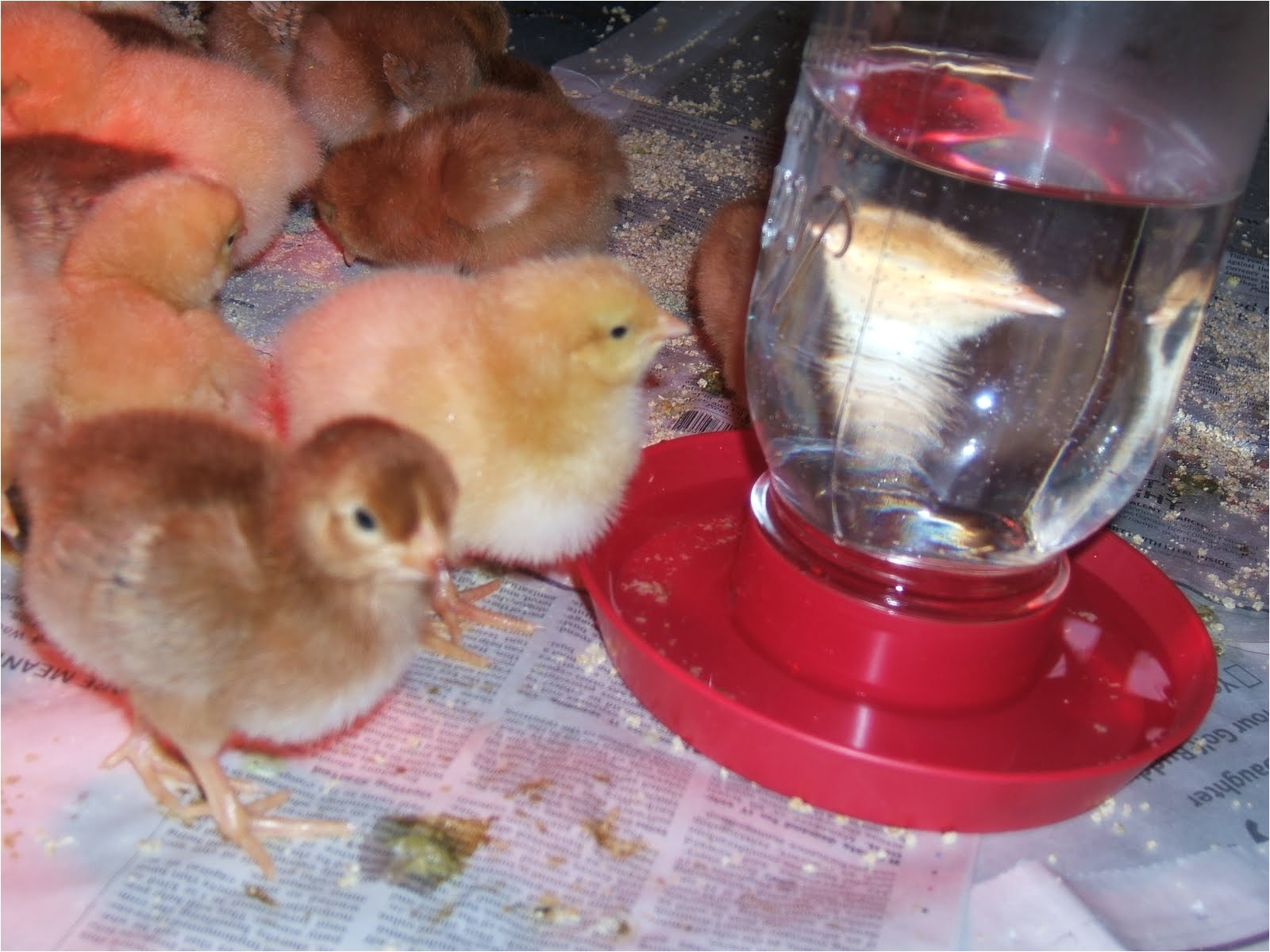 Diy Heat Lamp for Chickens Reader Questions Heat Lamps and Baby Chicks Community Chickens