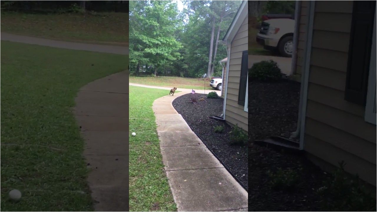 dog runs full speed into truck