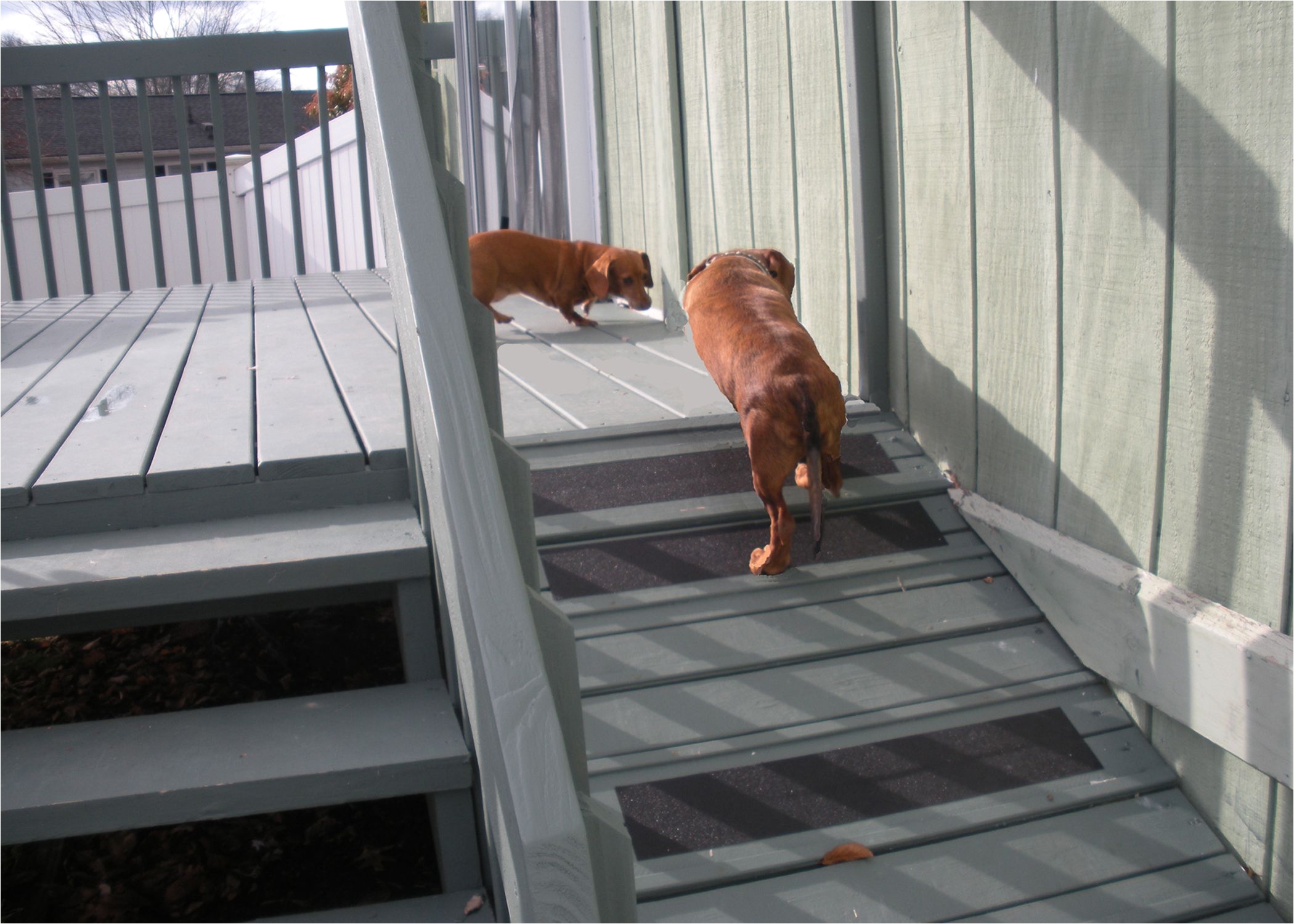 Dog Runners for Backyards Pet Friendly Home Featuring Dog Ramp From Deck Home Diy Ideas