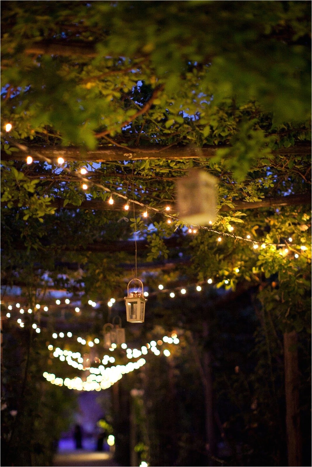 fairy lights