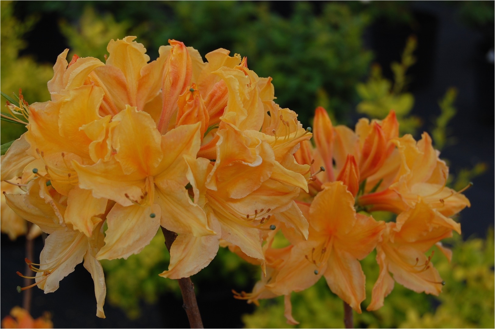azalea rhododendron golden lights