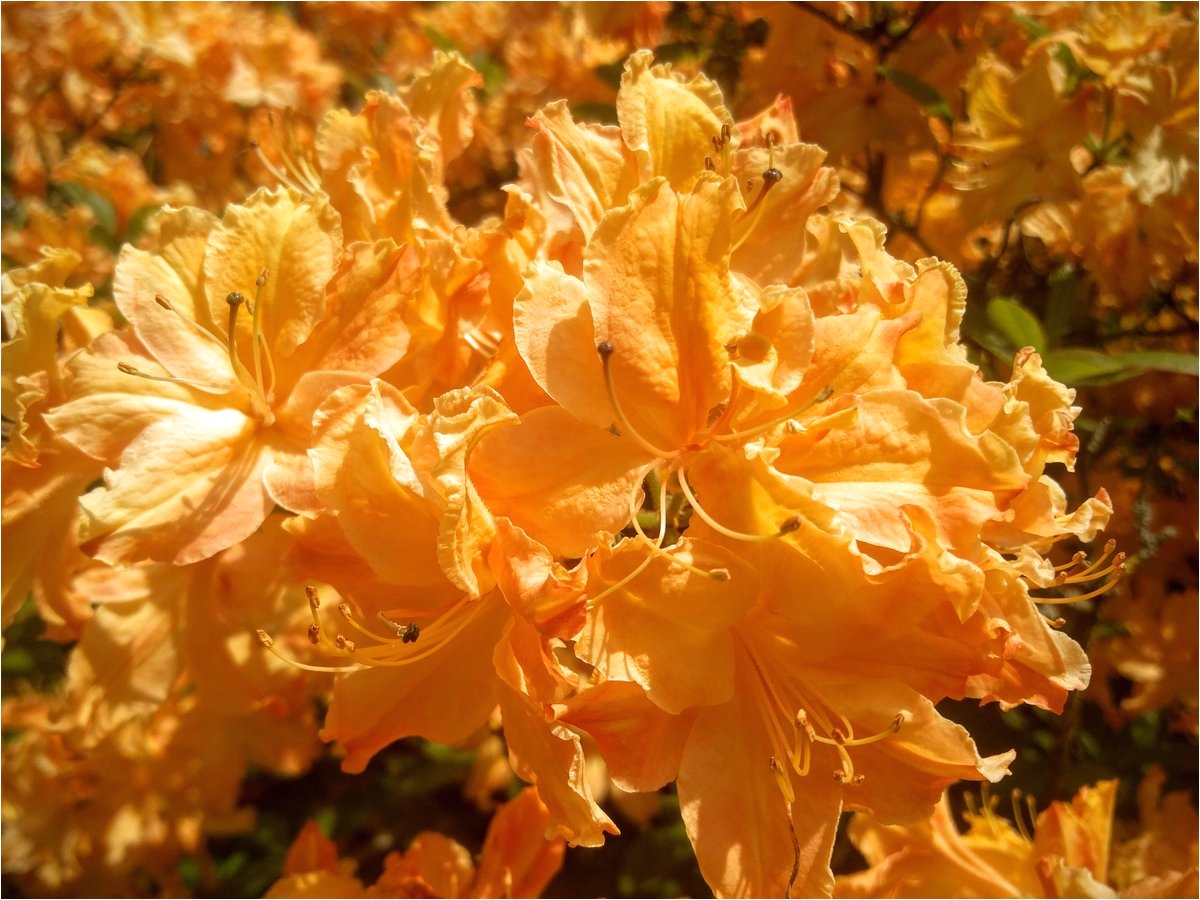 kew gardens on twitter theres a light show in the azalea garden right now golden lights white lights spicy lights to be precise