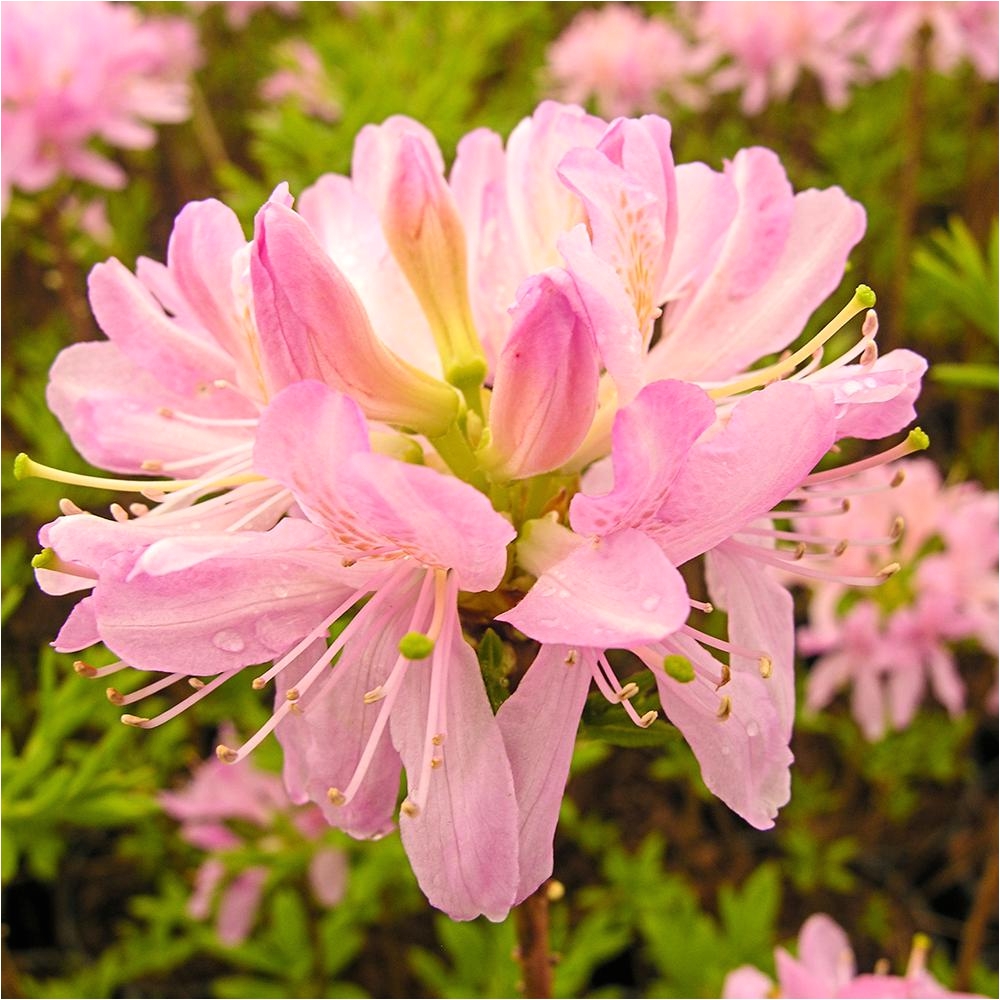 spring hill nurseries 2 50 qt pot western lights azalea rhododendron live deciduous
