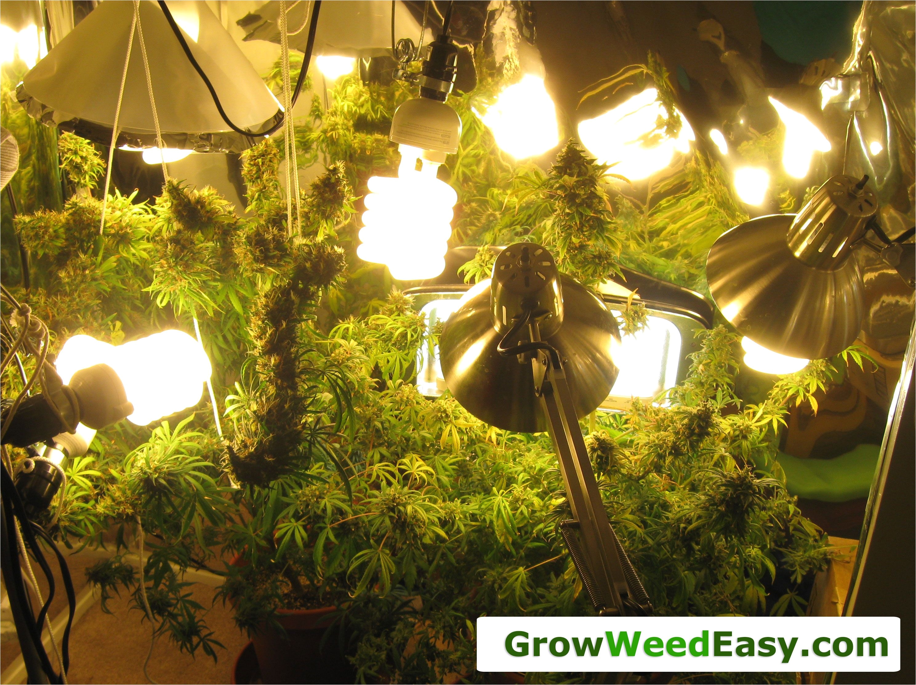 easy beginner grow cannabis guide w cfl grow lights how to grow