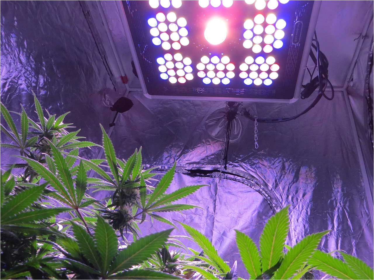 light when growing marijuana indoors feed