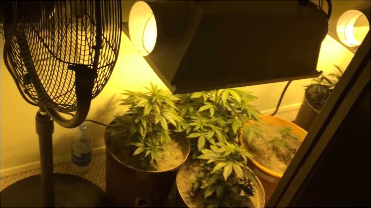 tips information basics to indoor closet marijuana grow beginners