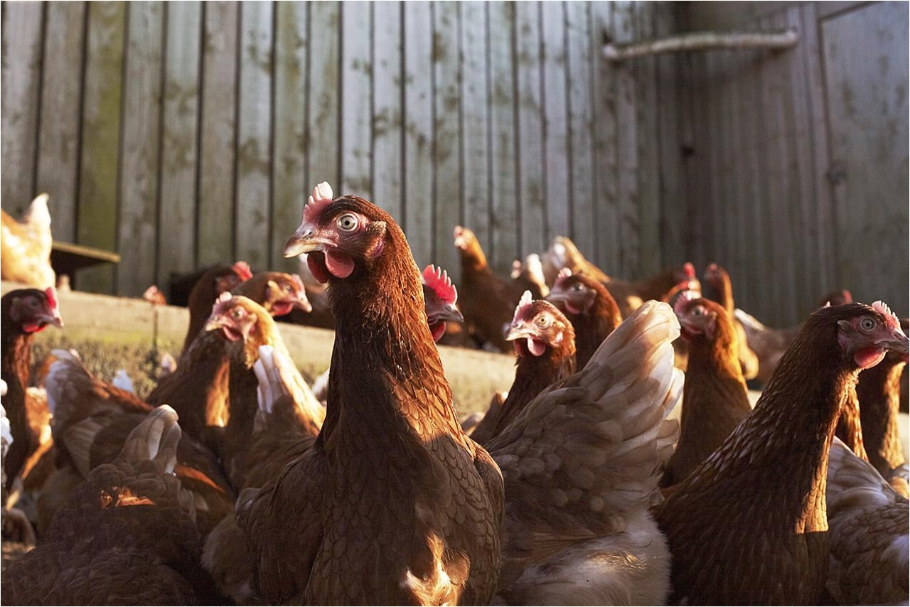 close up of free range cornish chickens