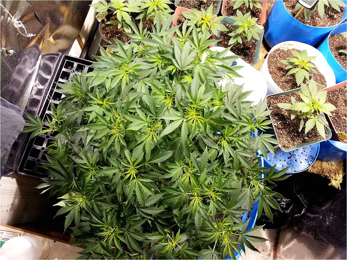 cannabis grow light upgrade guide yields potency explained