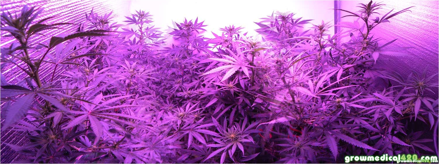 cannabis grow light upgrade guide yields potency explained grow weed easy