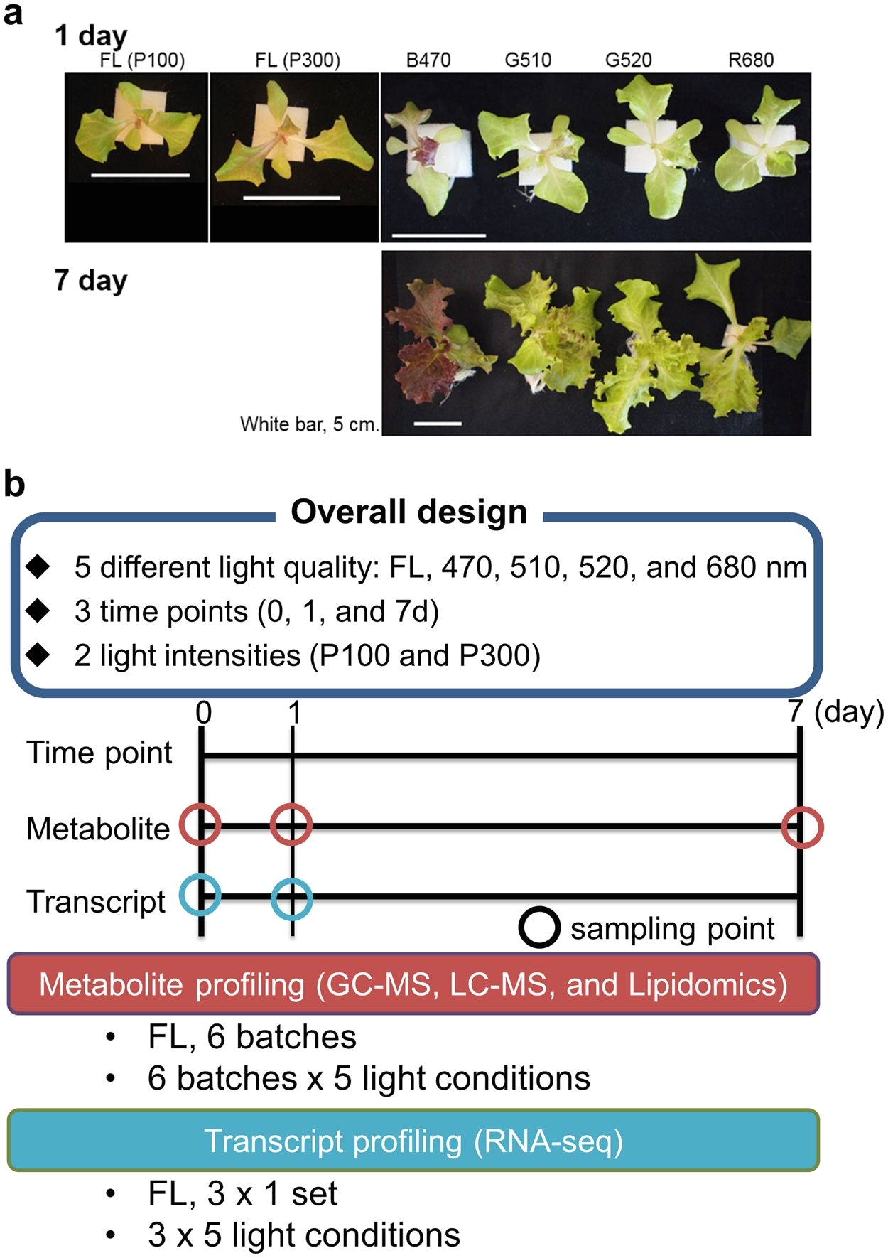 Led Grow Lights Review High Times Metabolic Reprogramming In Leaf Lettuce Grown Under Different Light