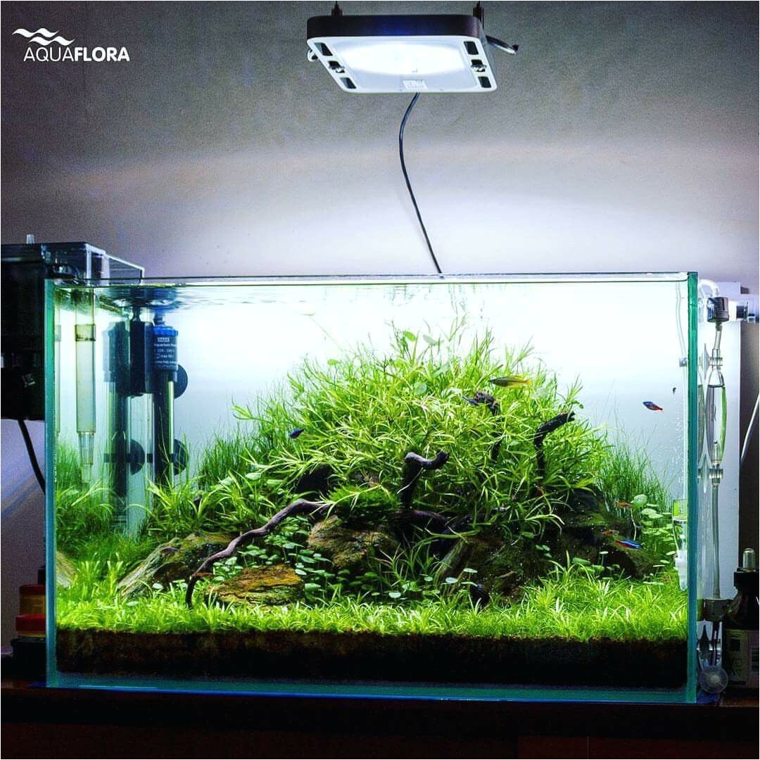 60l planted aquarium by filipe powered by aquaflora plants plants used in this layout