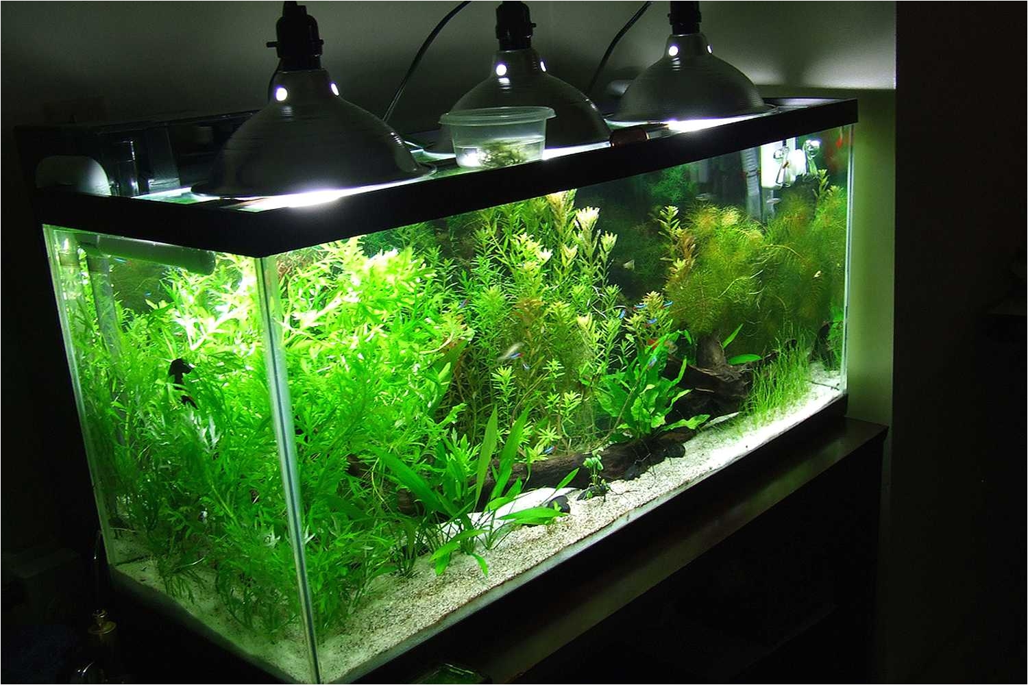 Led Light for Planted Aquarium Aquarium Lighting Basics the Case for Led Fixtures