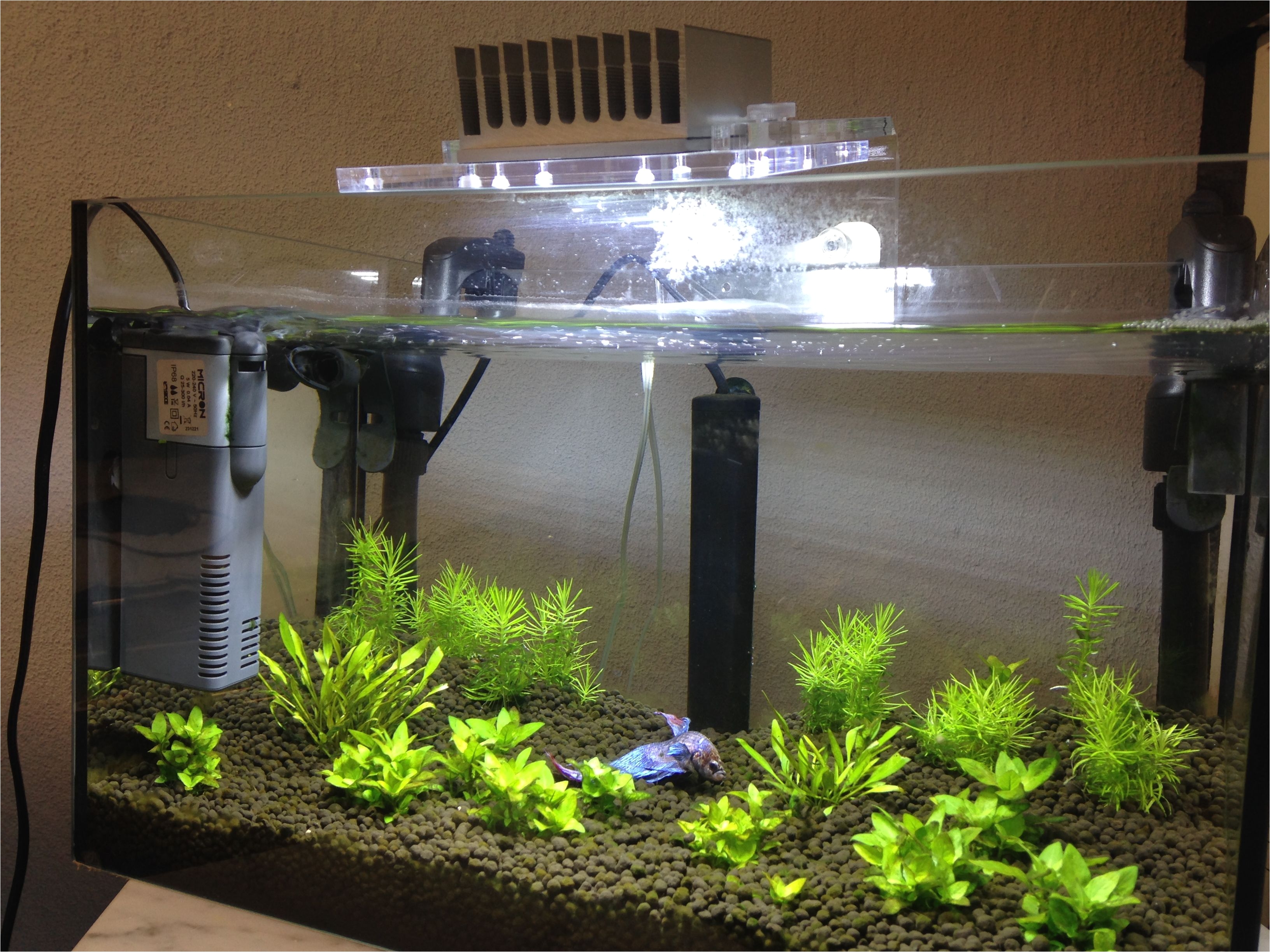 betta fish with minu led light micron internal filter and jolly plastic nano heater