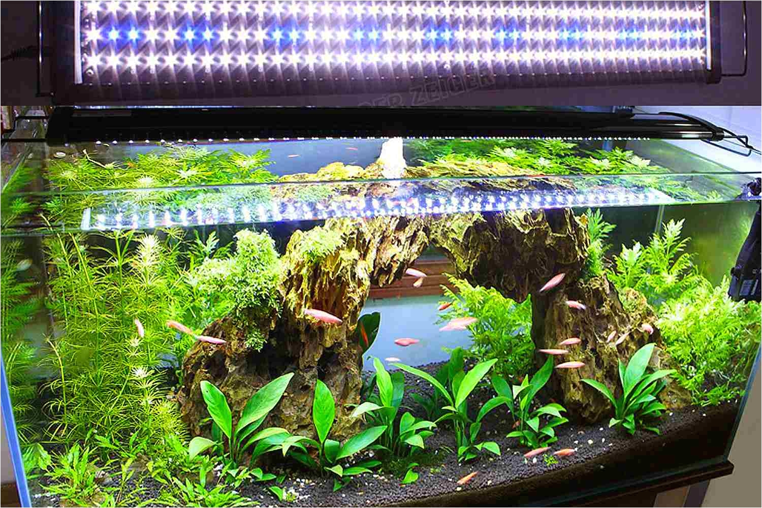 aquarium plants and led lights