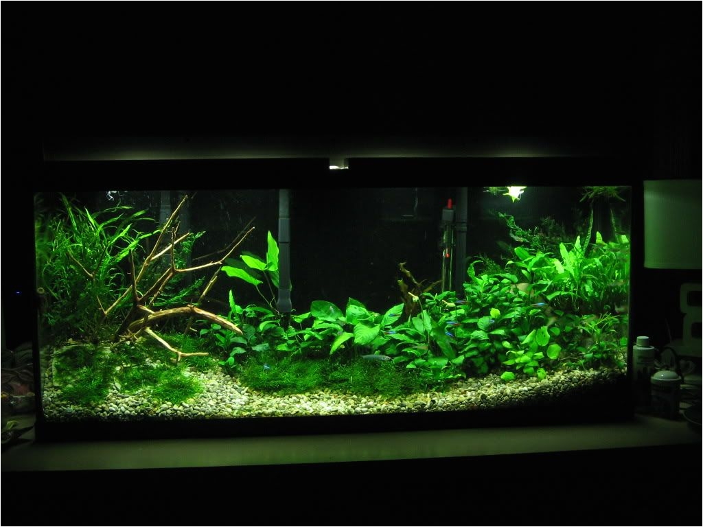 low tech tank show and tell low tech can be lush too