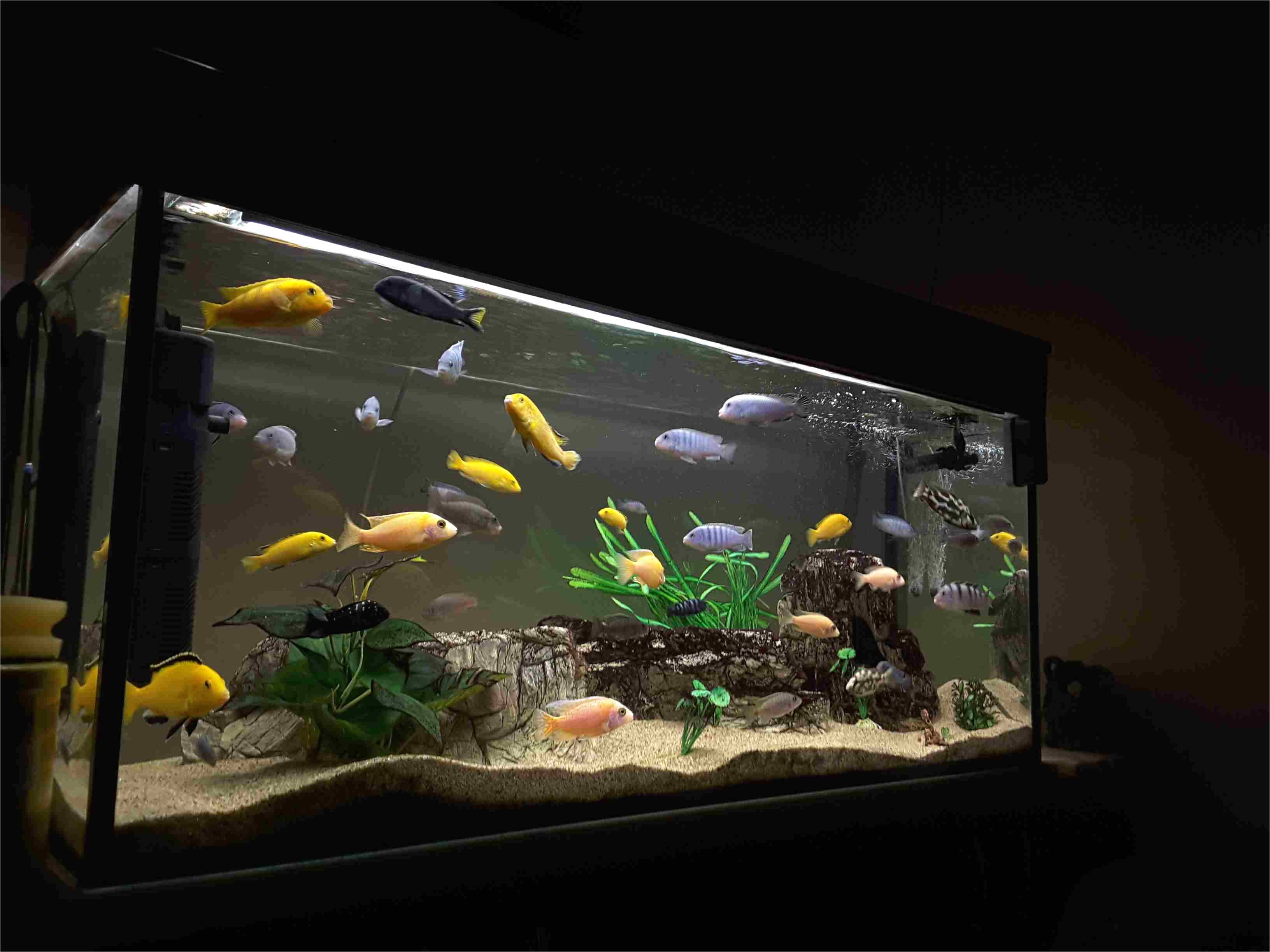 fish swimming in aquarium at night