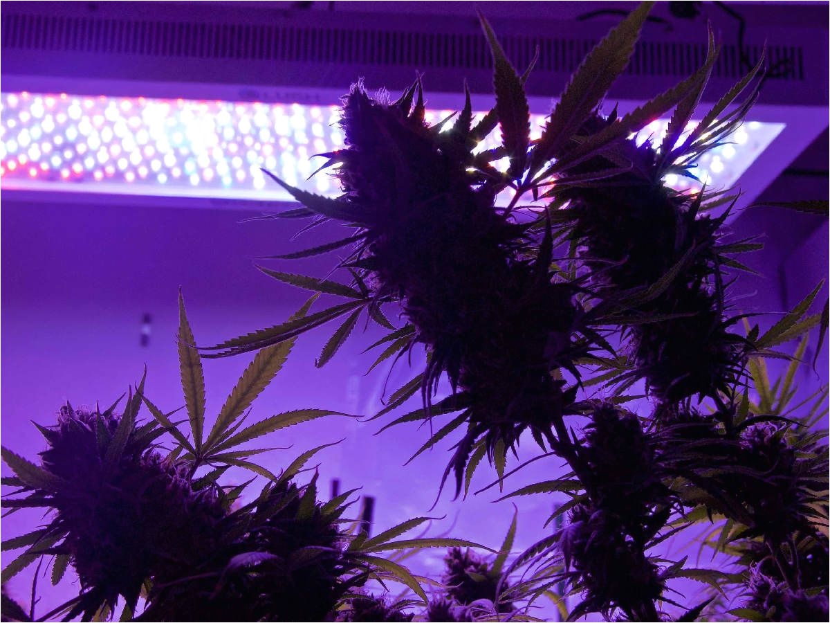 growing marijuana under led grow lights requires a special fertilizer hydroponics nutrients program