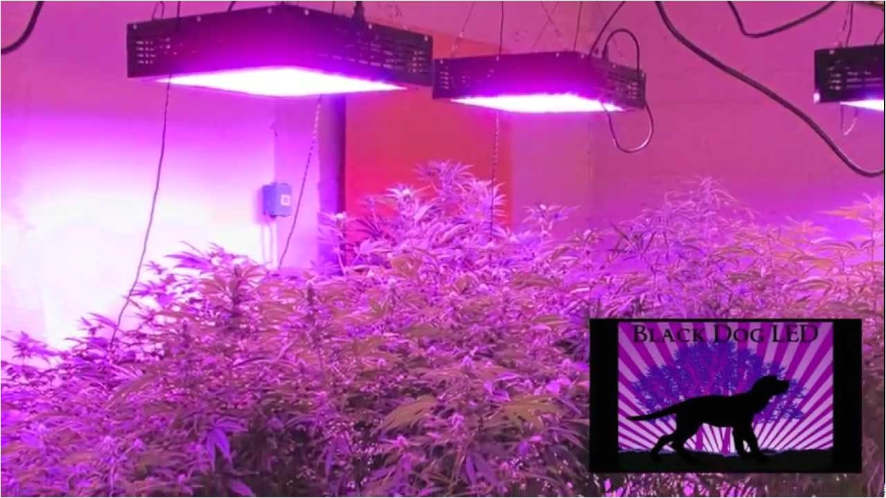 commercial led grow lights cannabis grow platinum xl u pink colored light low energy consuming delivers