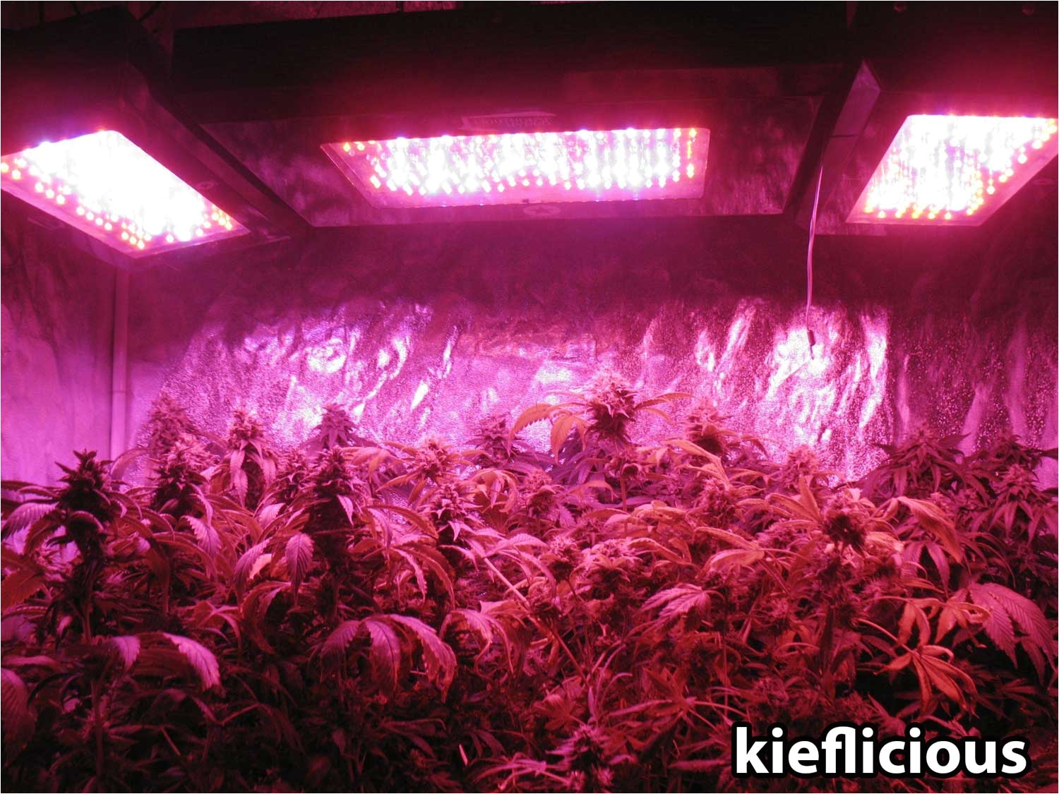 blackstar led grow lights kieflicious