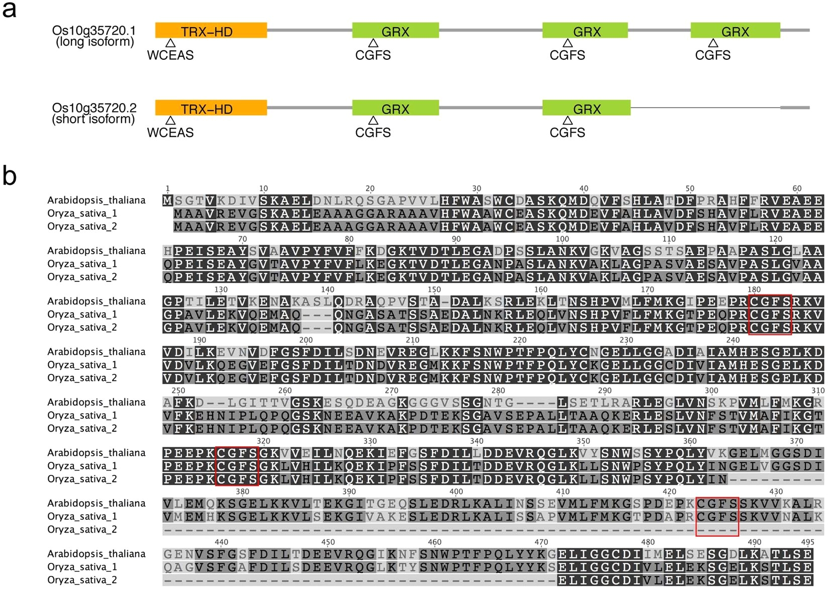 silencing of osgrxs17 in rice improves drought stress tolerance by modulating ros accumulation and stomatal closure scientific reports