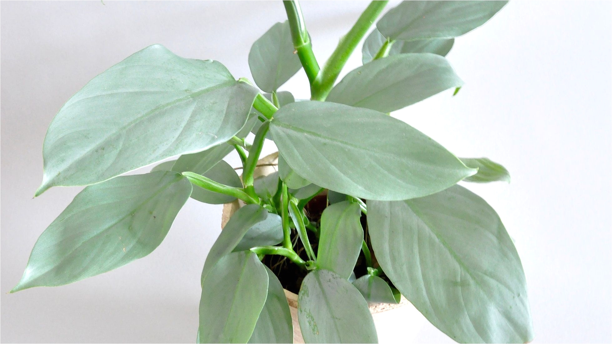 silver sword philodendron philodendron hastatum rare aroids europe shop online buy plants