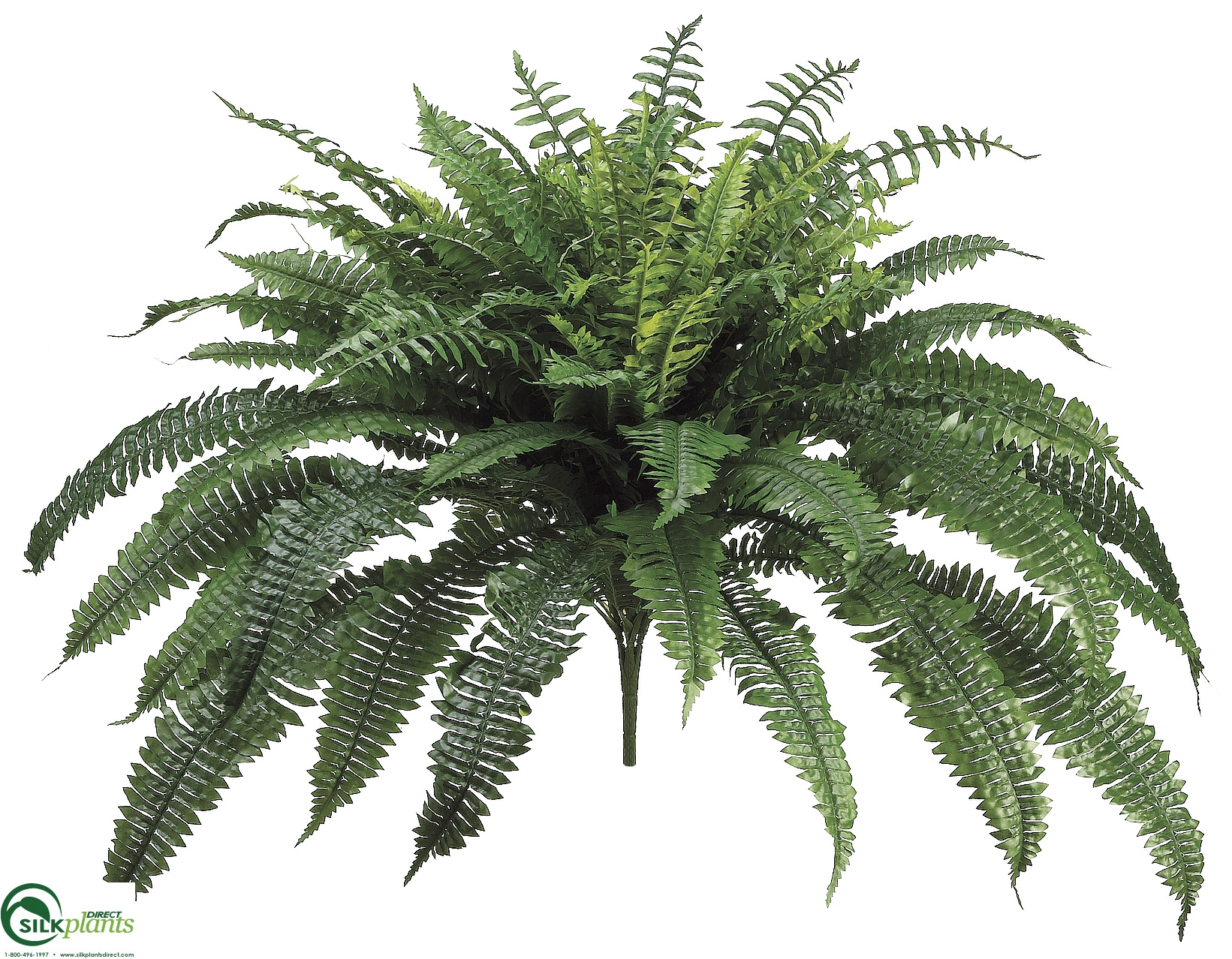 boston fern bush pack of 2