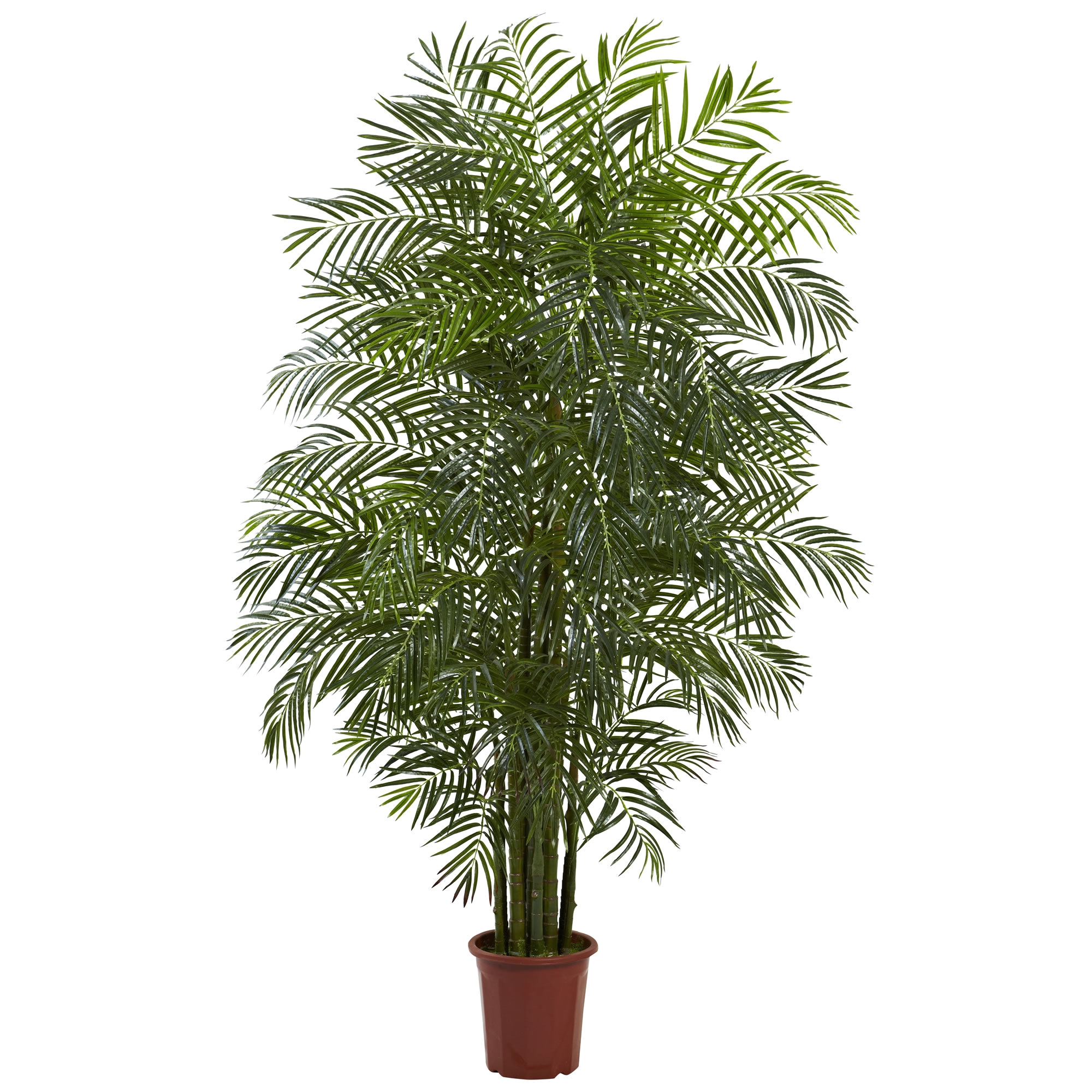 areca palm tree in pot