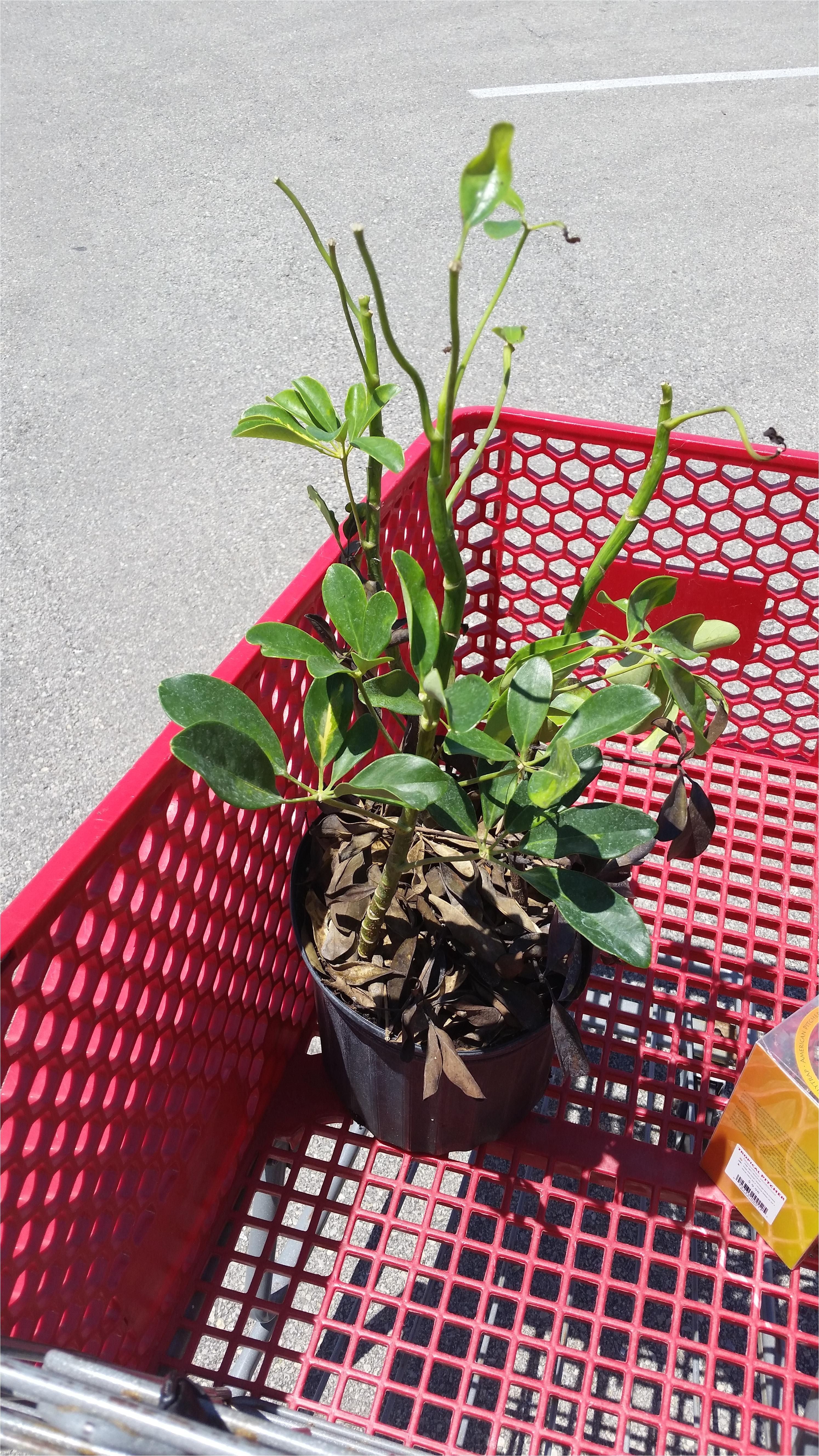 got a gold capella schefflera for 5 at lowes because its lookin rough any tips