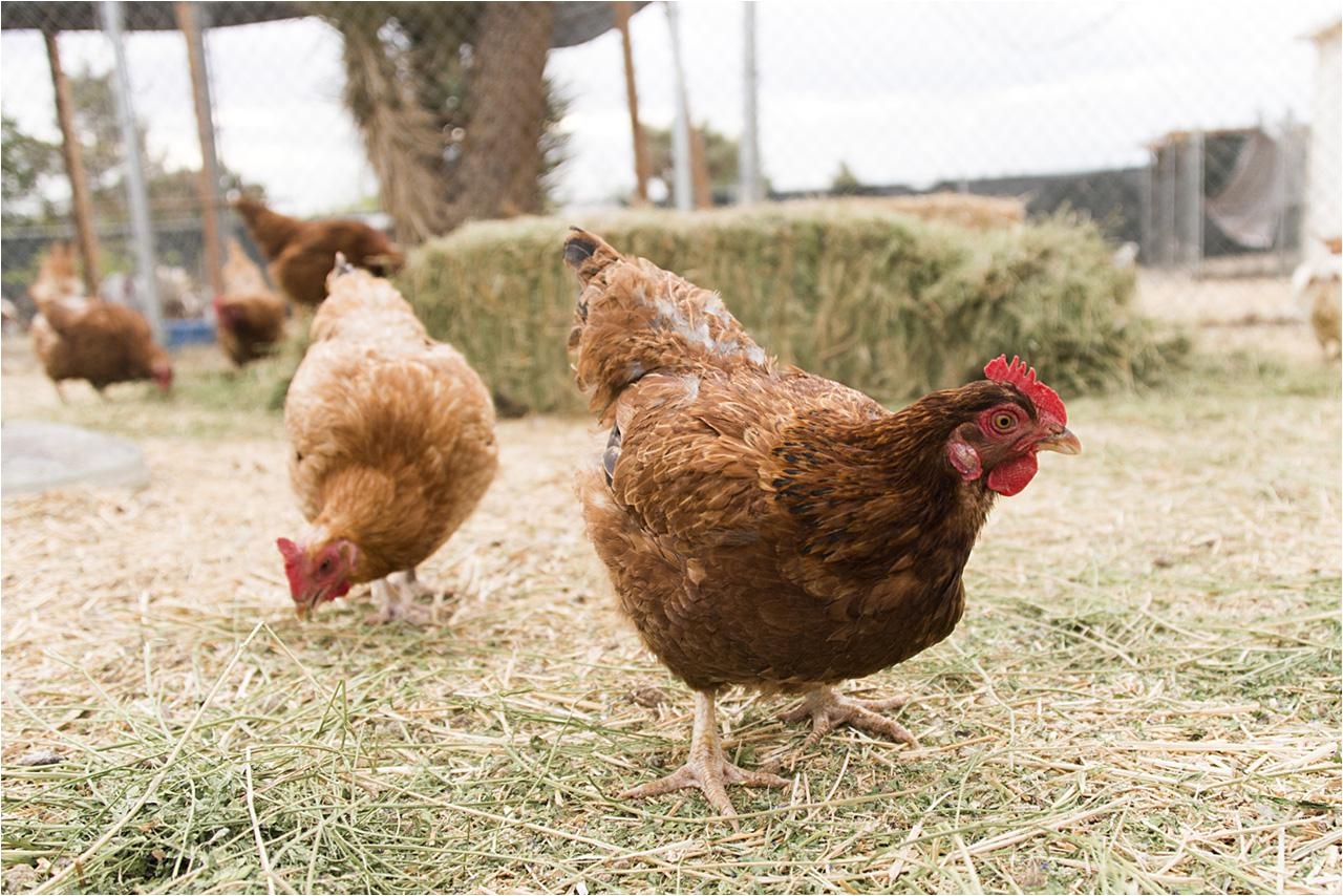 Red or White Heat Lamp for Chickens Chicken Health Problems and Diseases