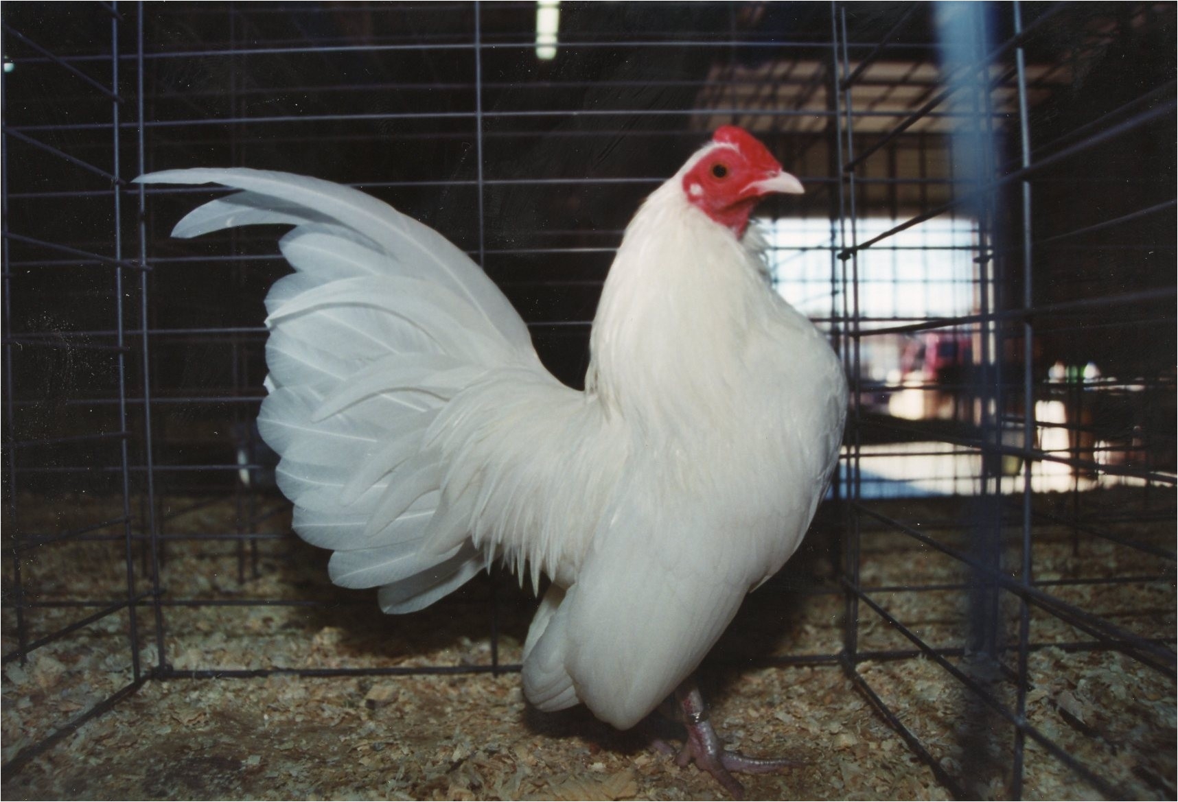 white old english game bantam rooster