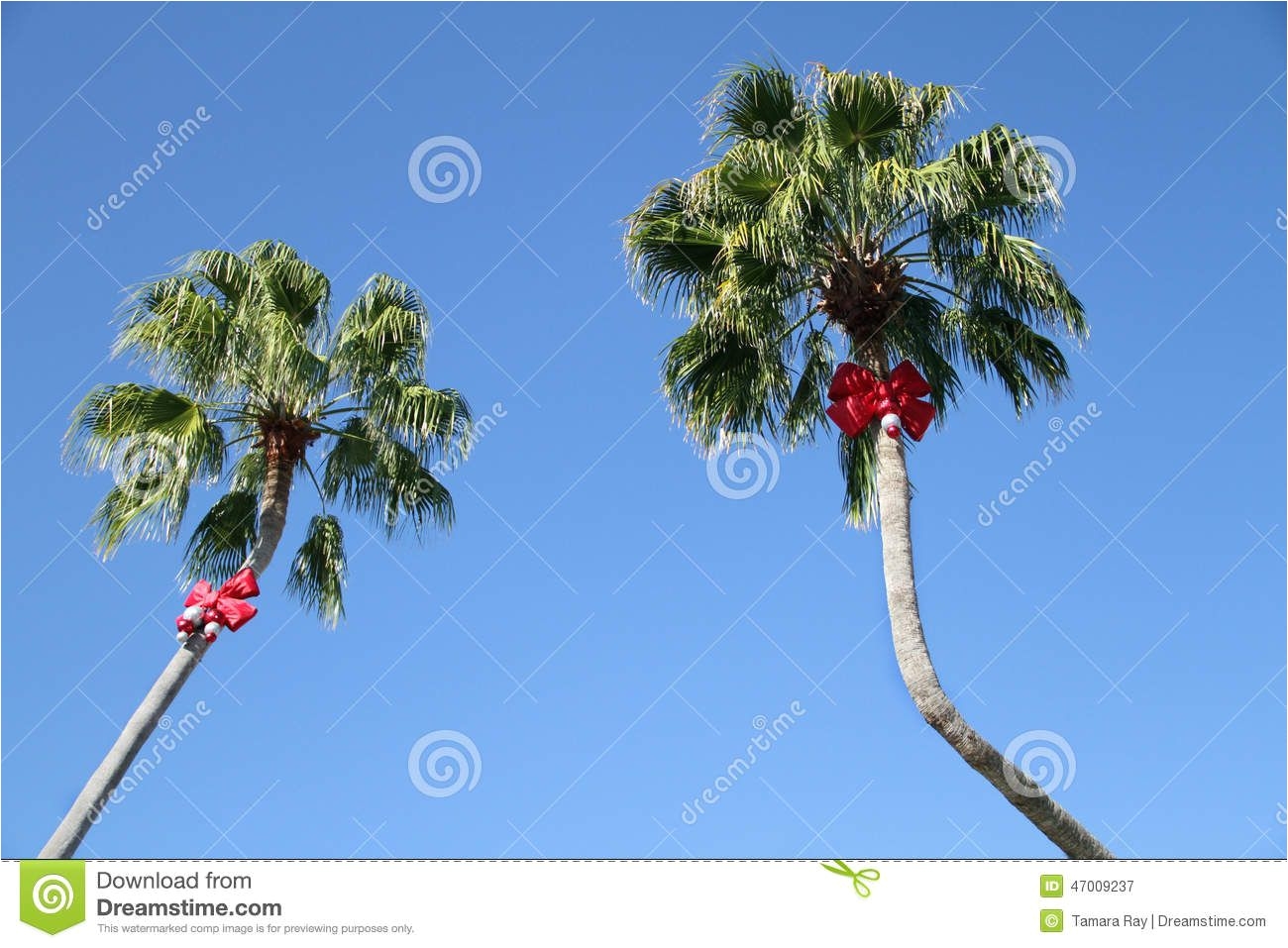 what a fun way to decorate palm trees for christmas for the daytime those bows are so far up these trees look 50 feet tall from this angle